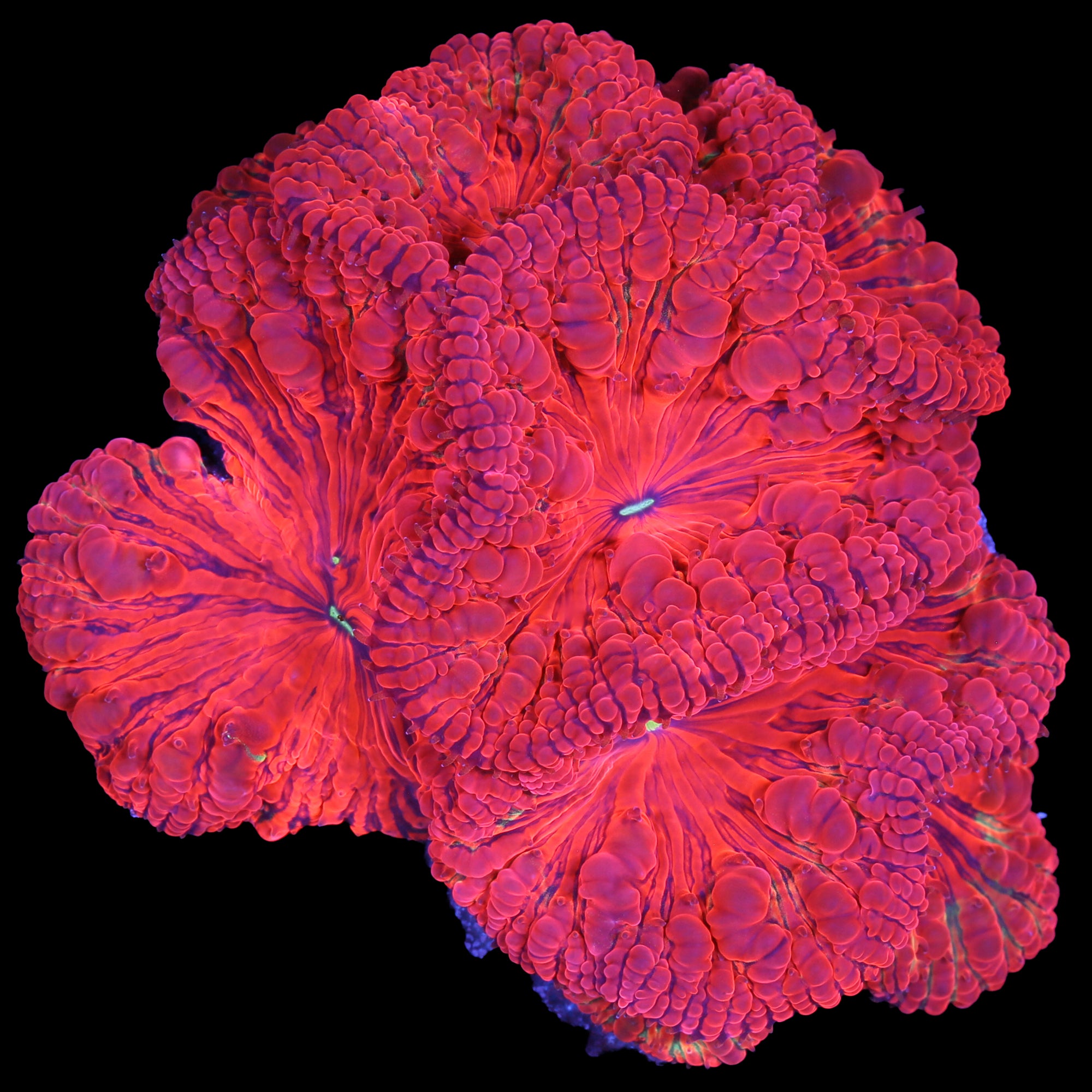 Blastomussa wellsi