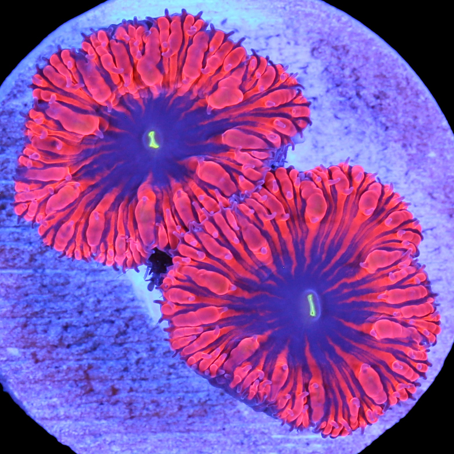 Blastomussa wellsi