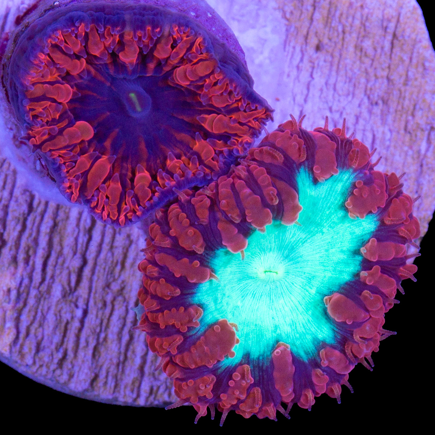 Blastomussa wellsi