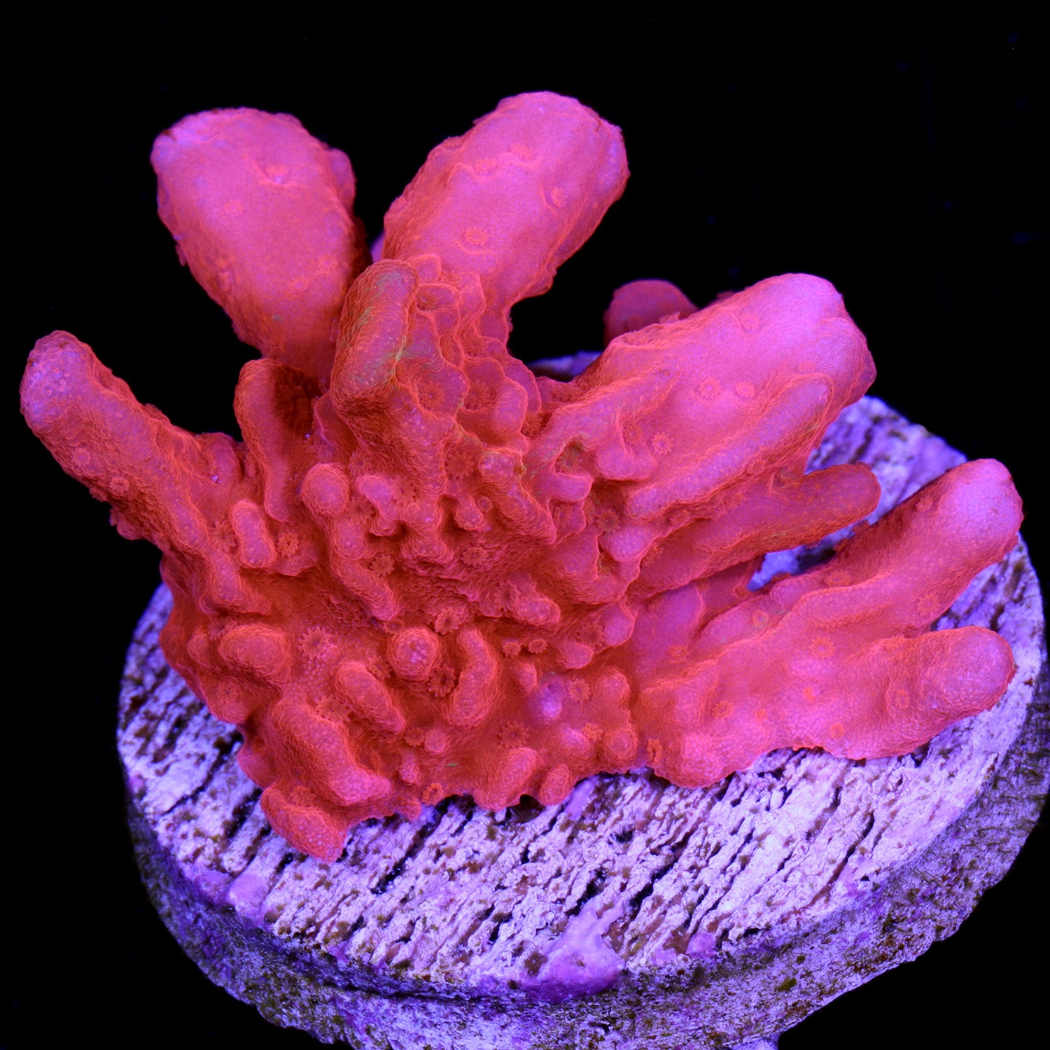 Montipora setosa