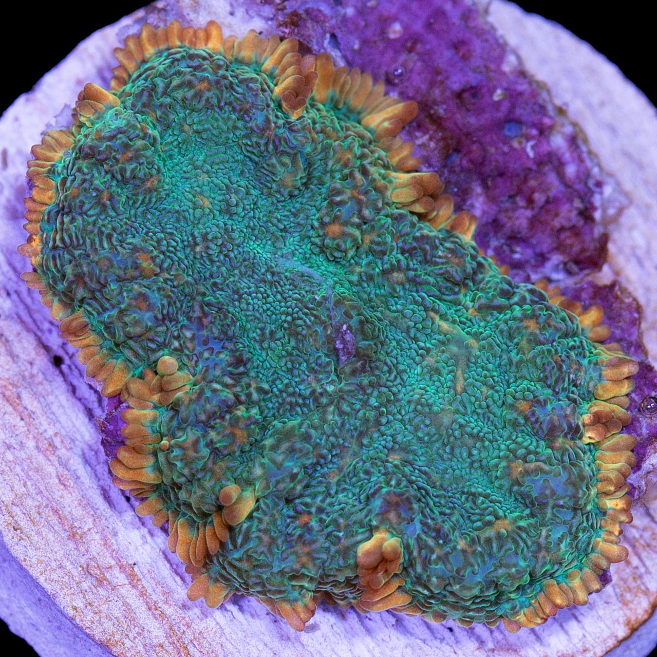 Rhodactis inchoata