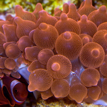 Entacmaea quadricolor