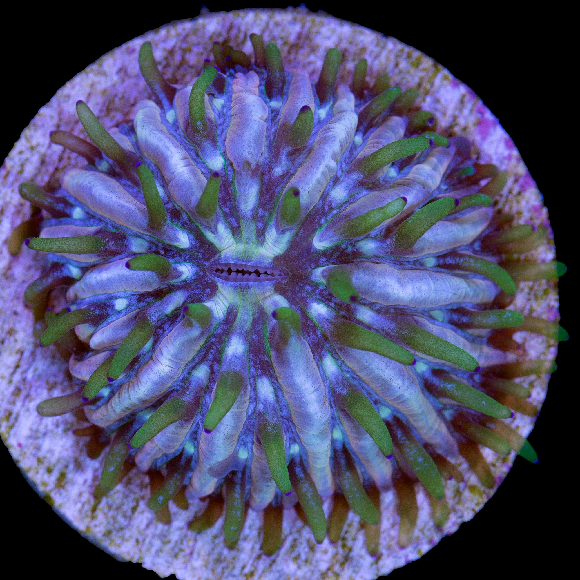 Fungia repanda