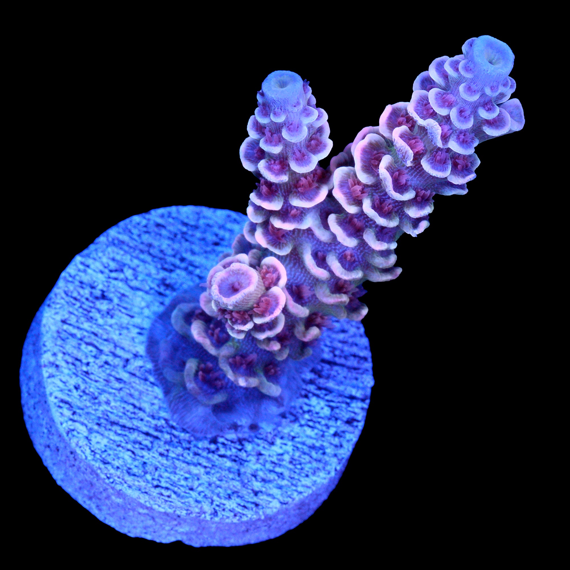 RRA Mardi Gras Acropora Coral