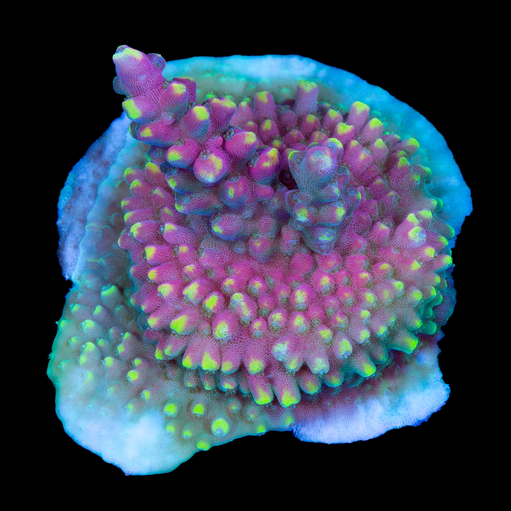 Sexy Stiletto Acropora Coral - 800 Grown