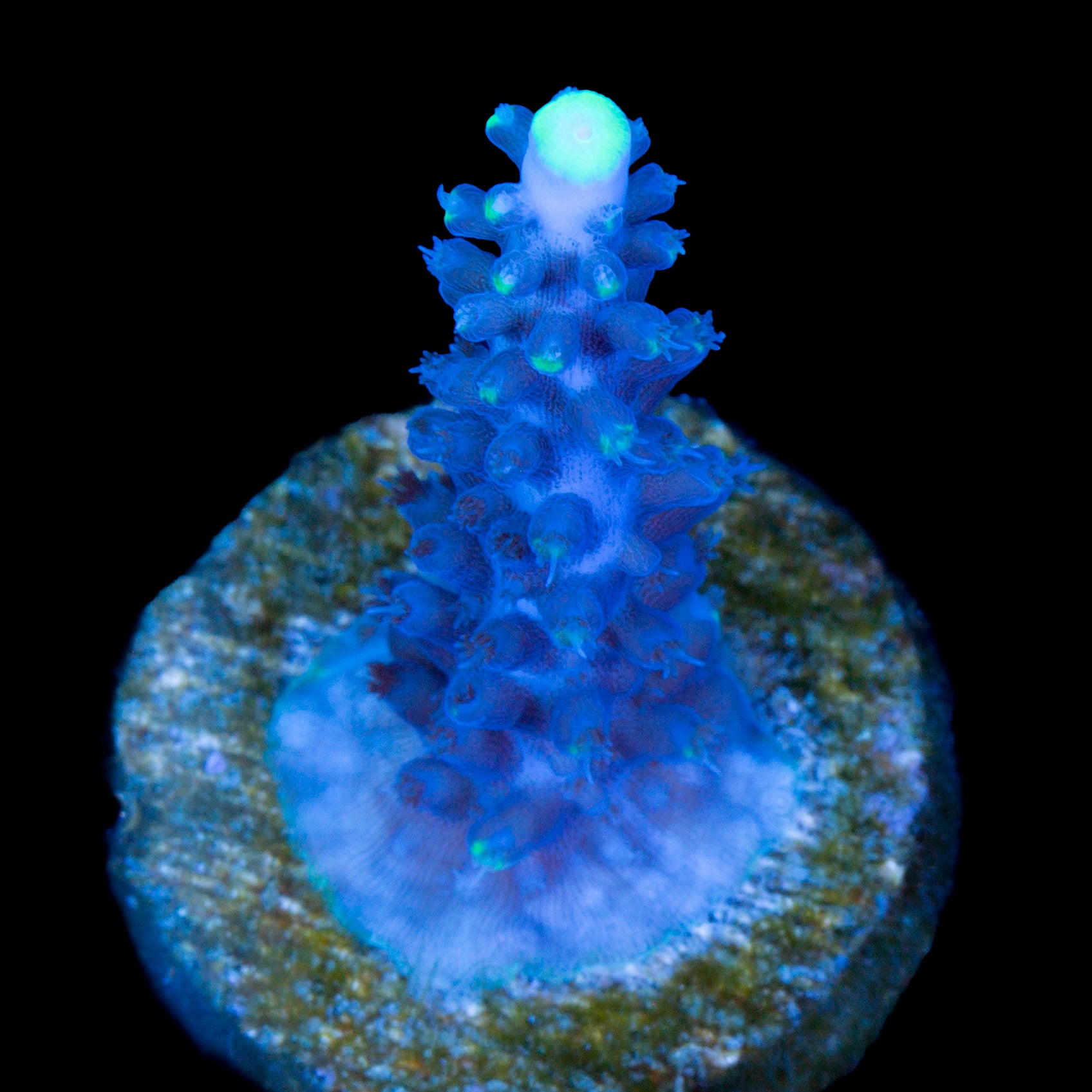 Sky Blue Exquisita Acropora Coral