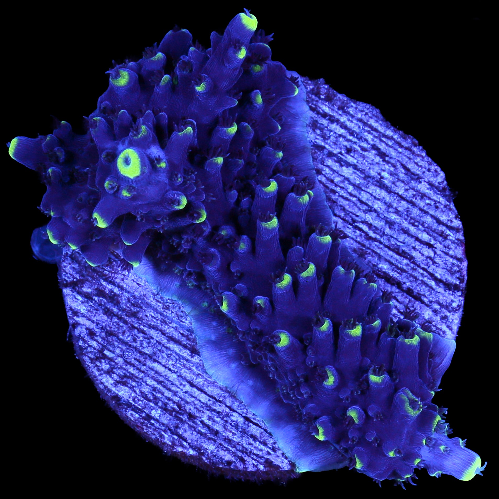 Sky Blue Exquisita Staghorn Acropora Coral