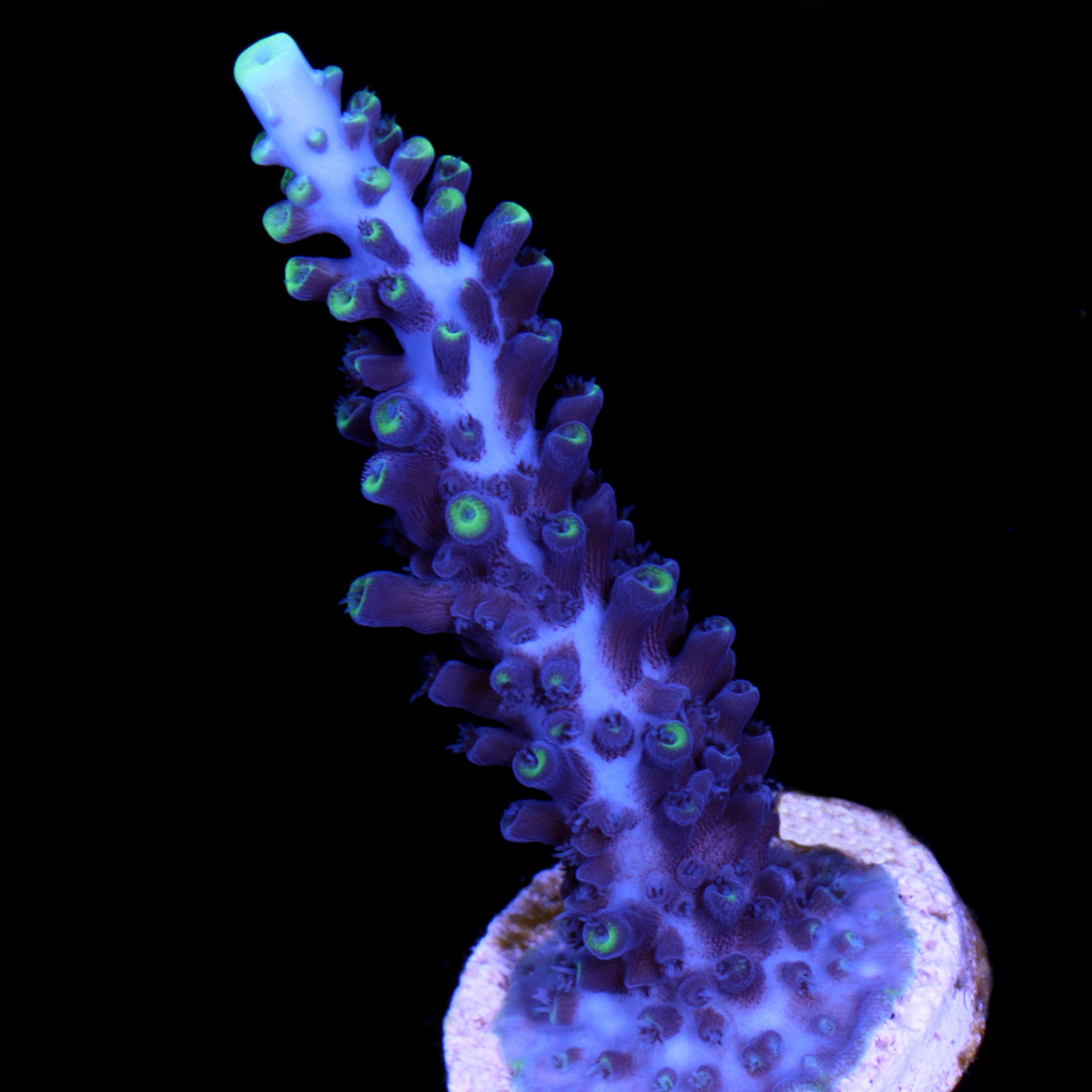 Acropora cervicornis