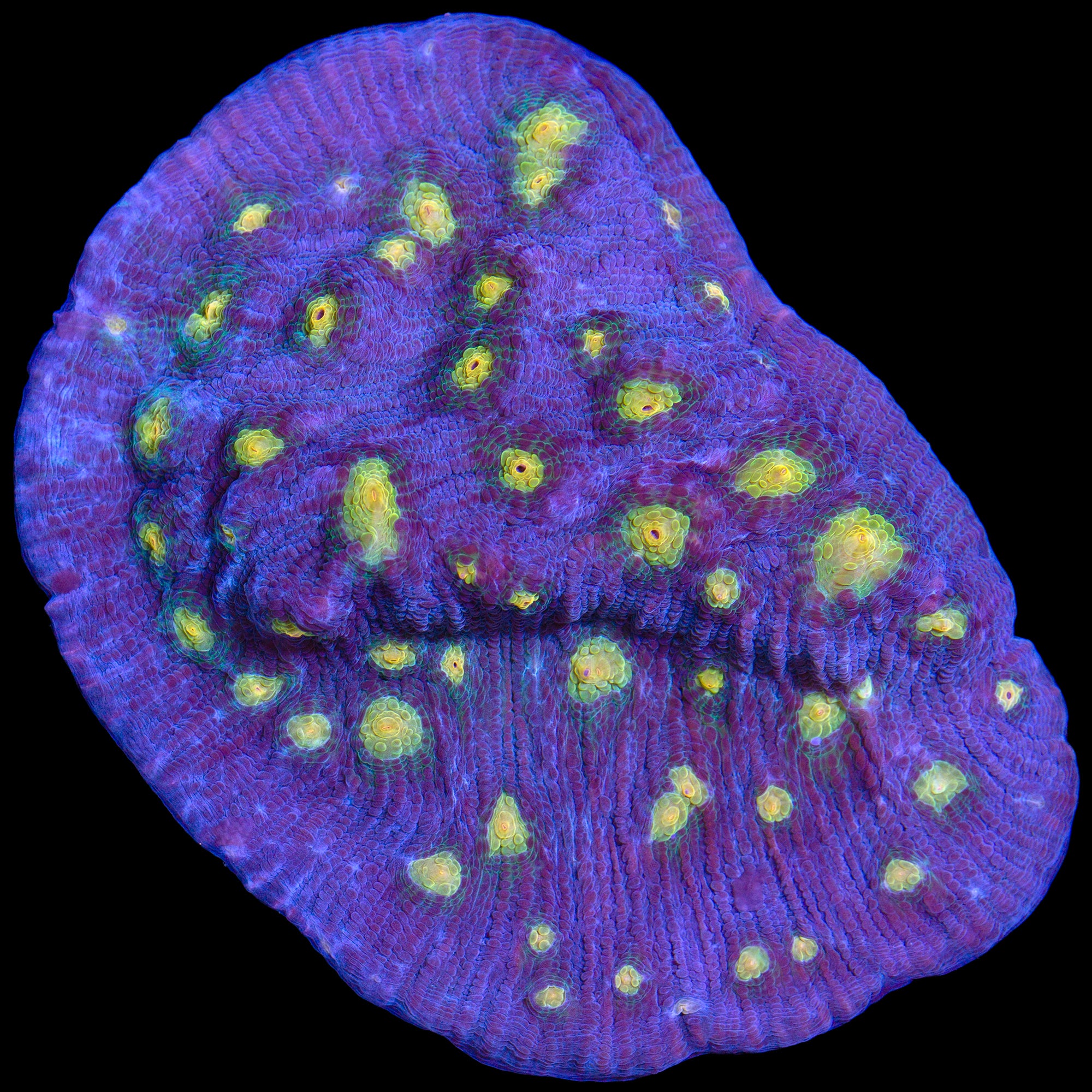 Mycedium elephantotus