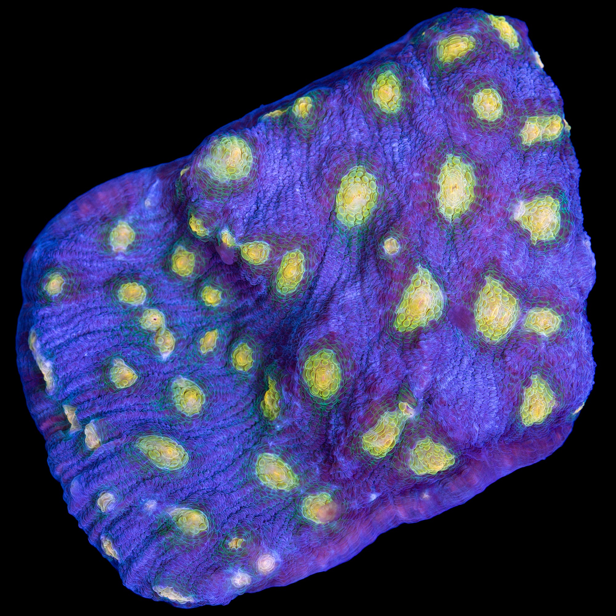 Mycedium elephantotus