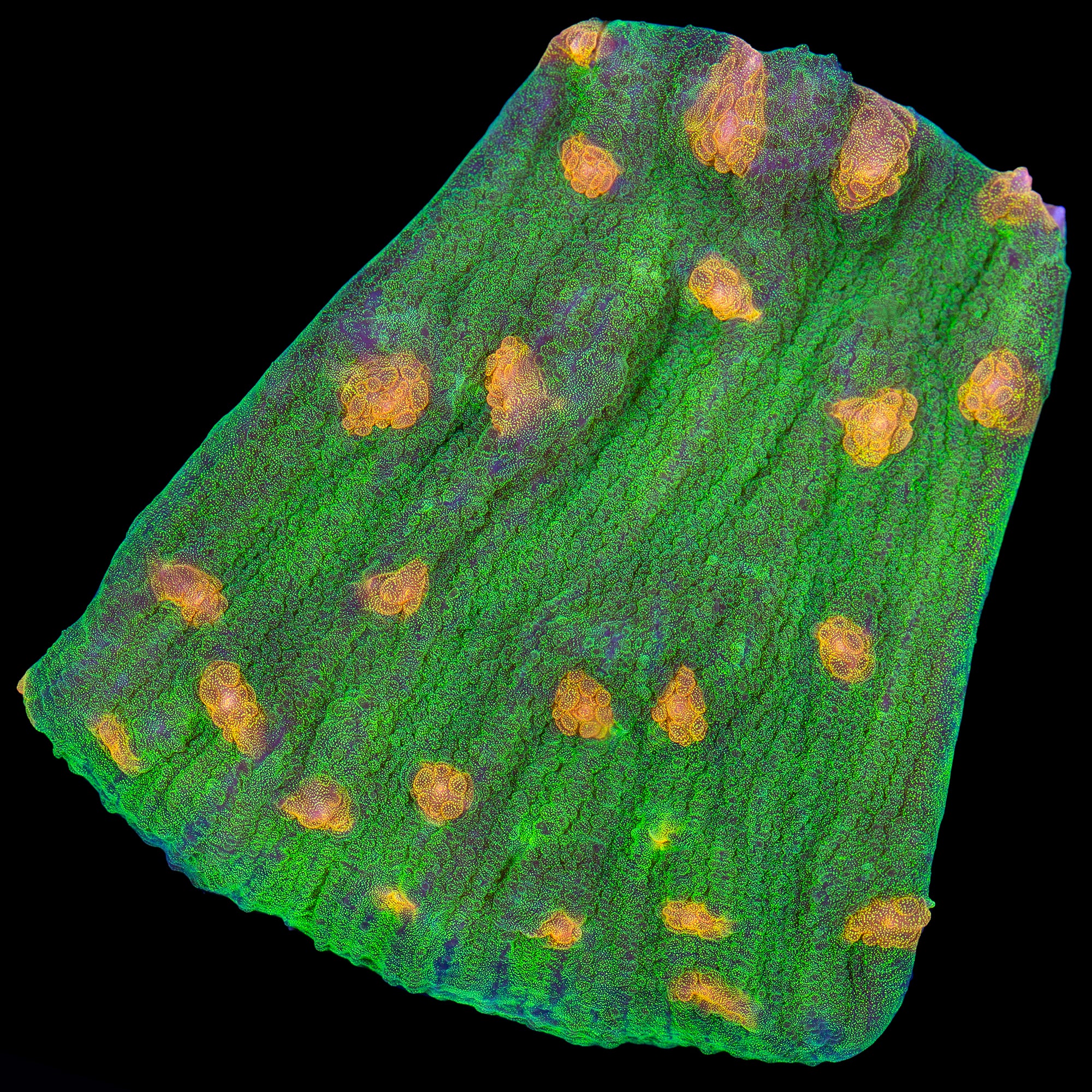Mycedium elephantotus