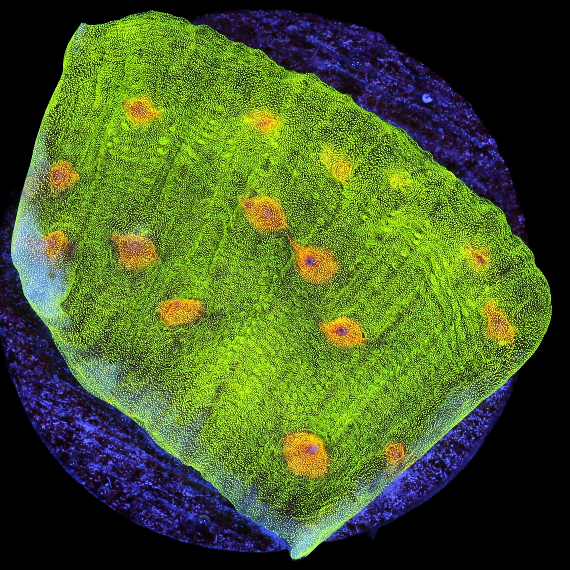 Mycedium elephantotus