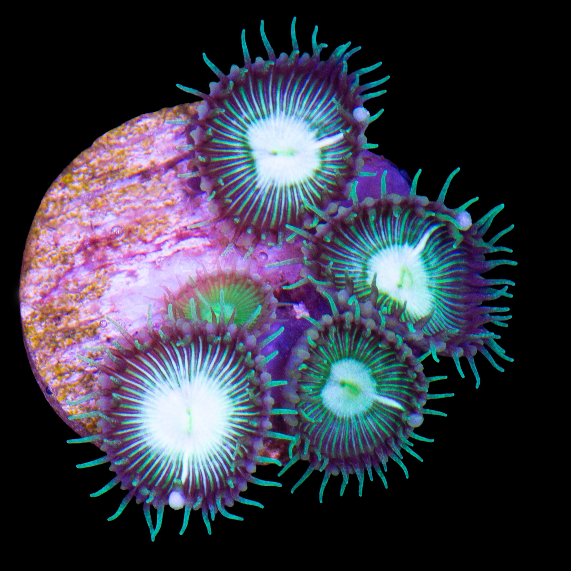 Super Green Palythoa