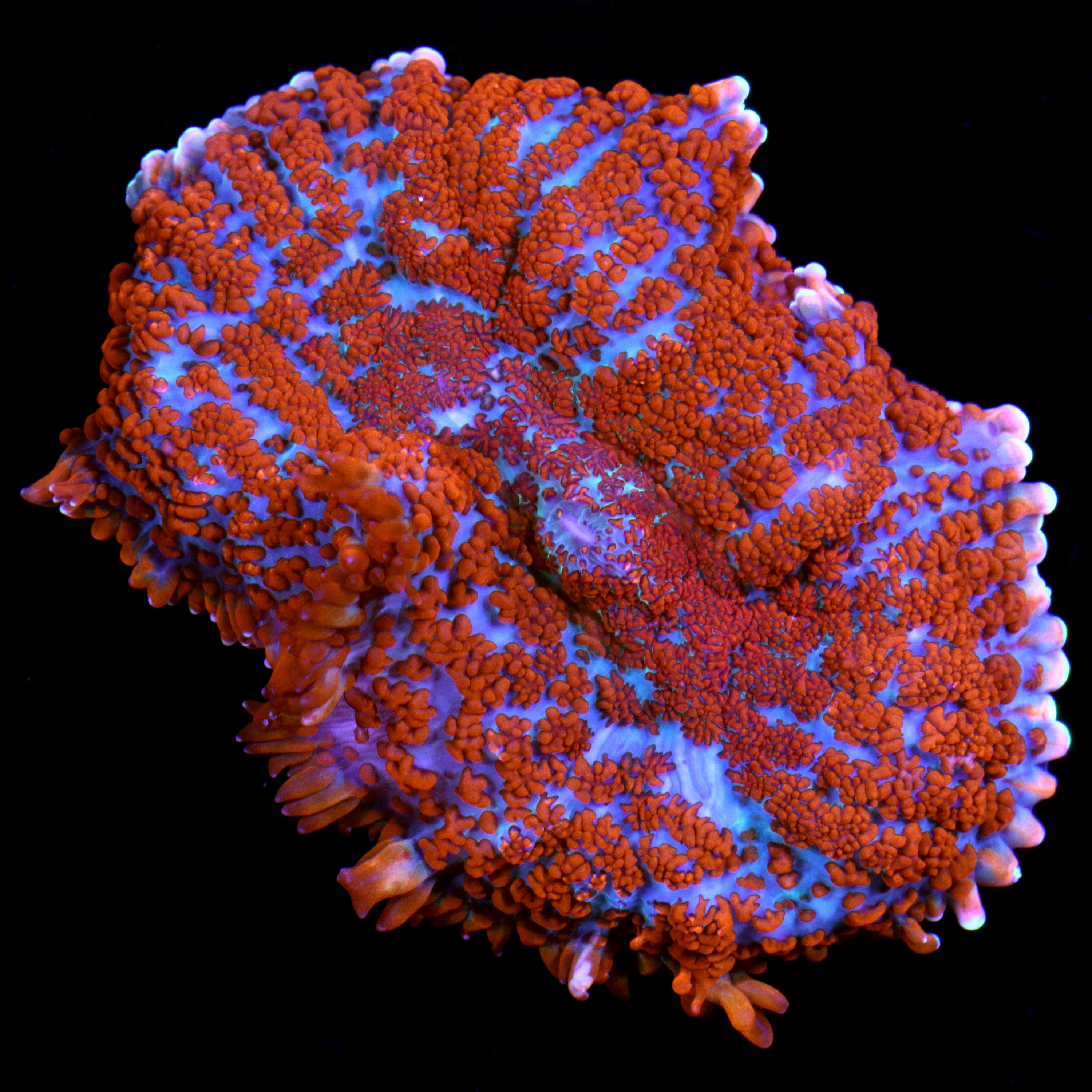 Rhodactis inchoata