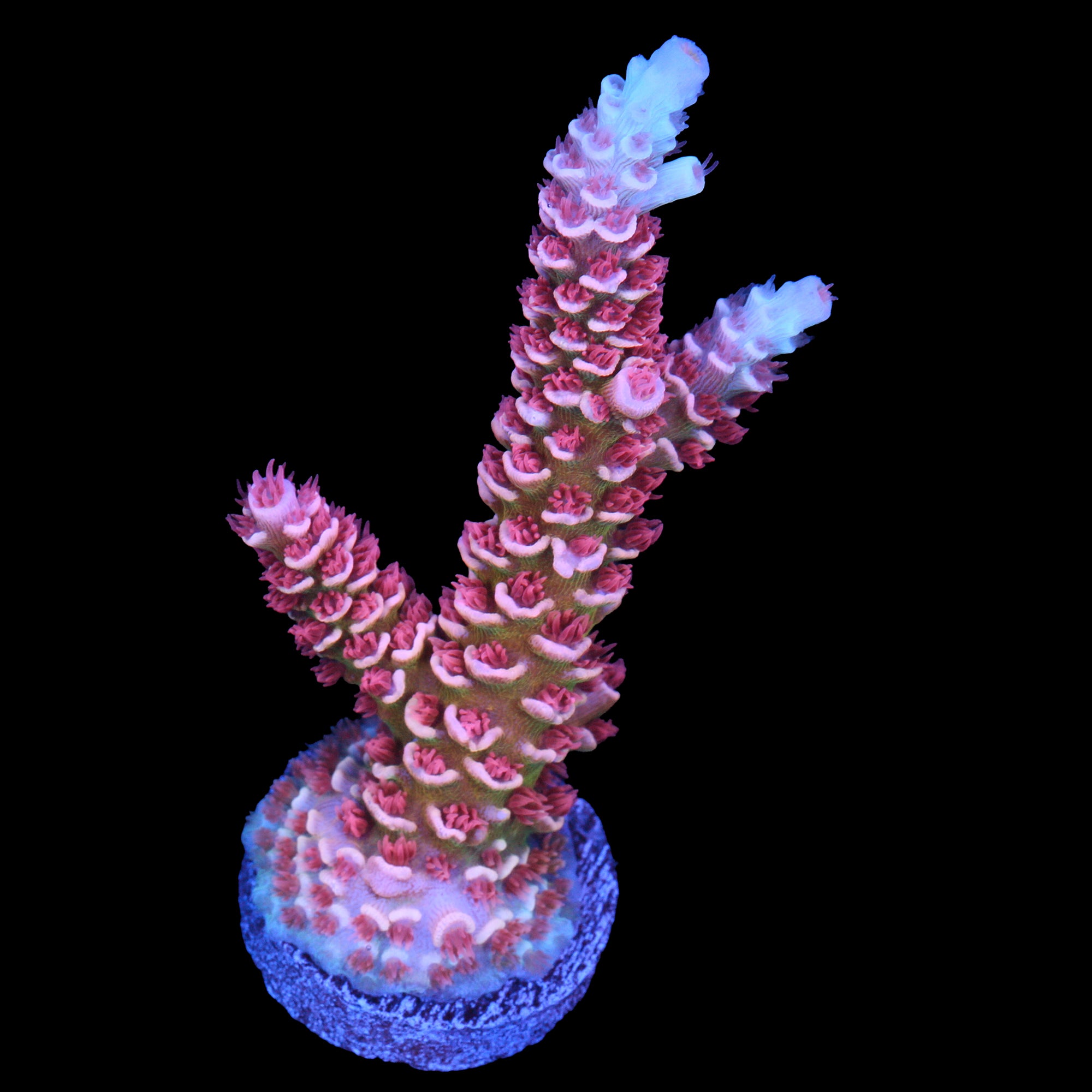 TGC Cherry Bomb Acropora Coral - LG Frag