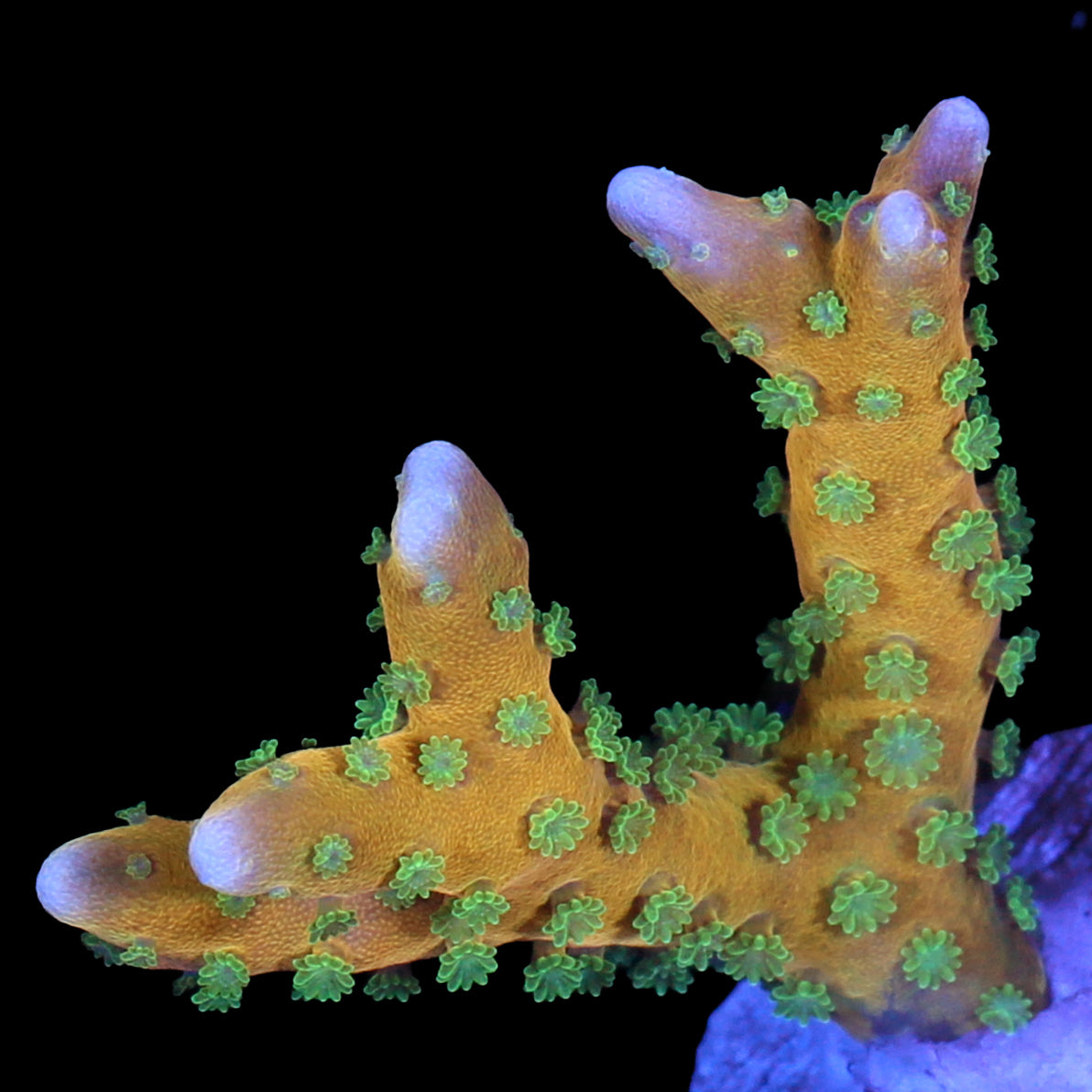 Anacropora