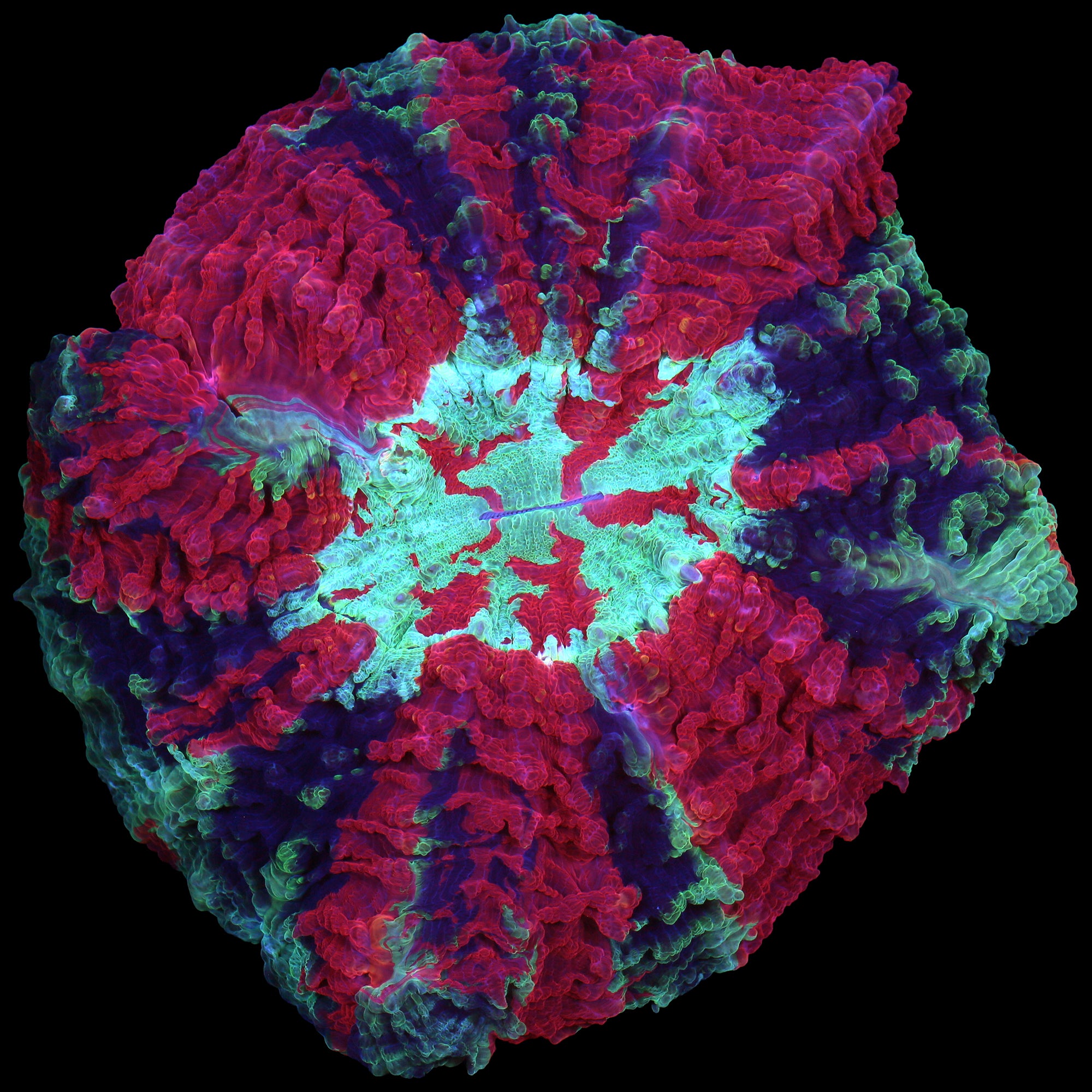 Ultra Acanthophyllia Coral