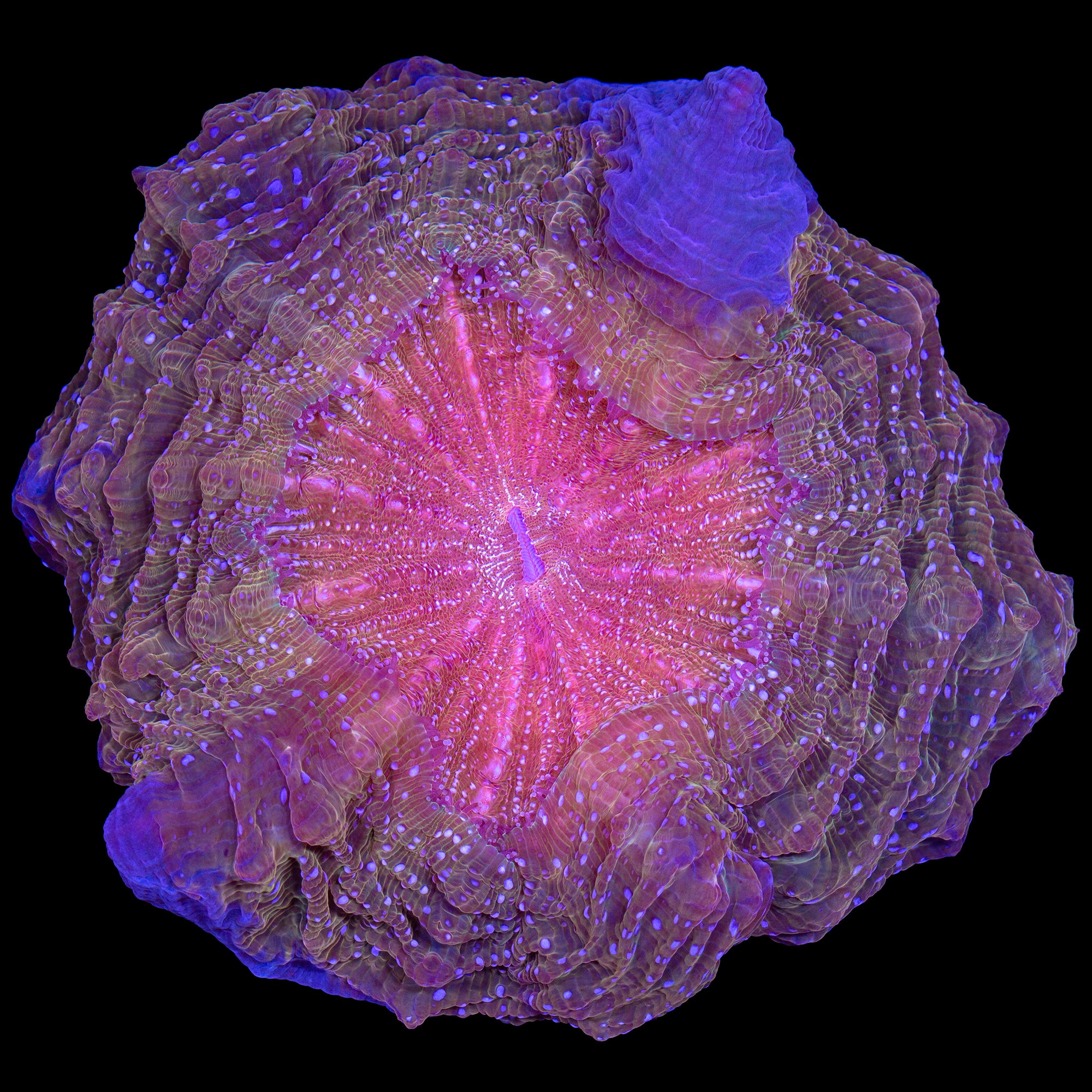 Acanthophyllia deshayesiana