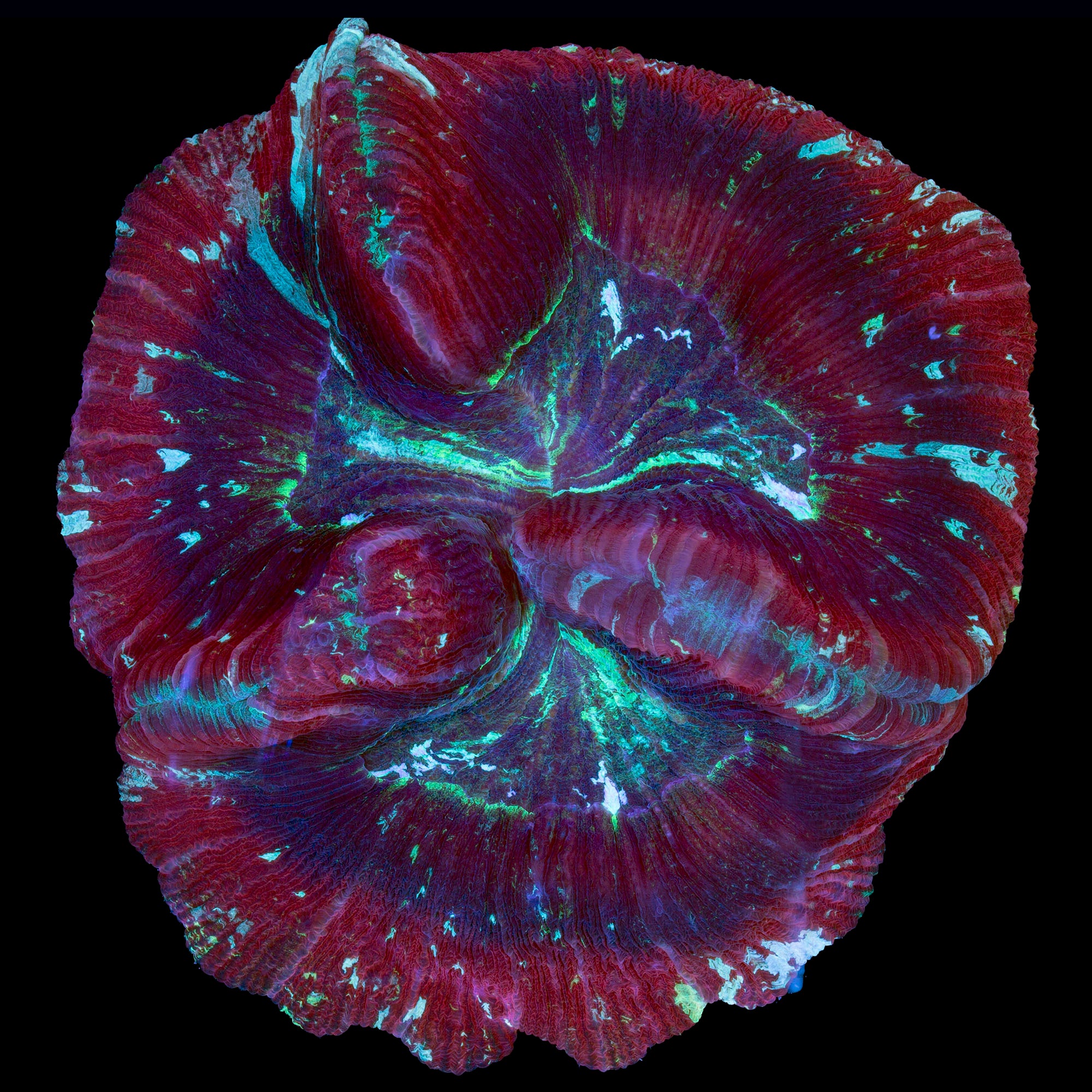 Trachyphyllia geoffroyi