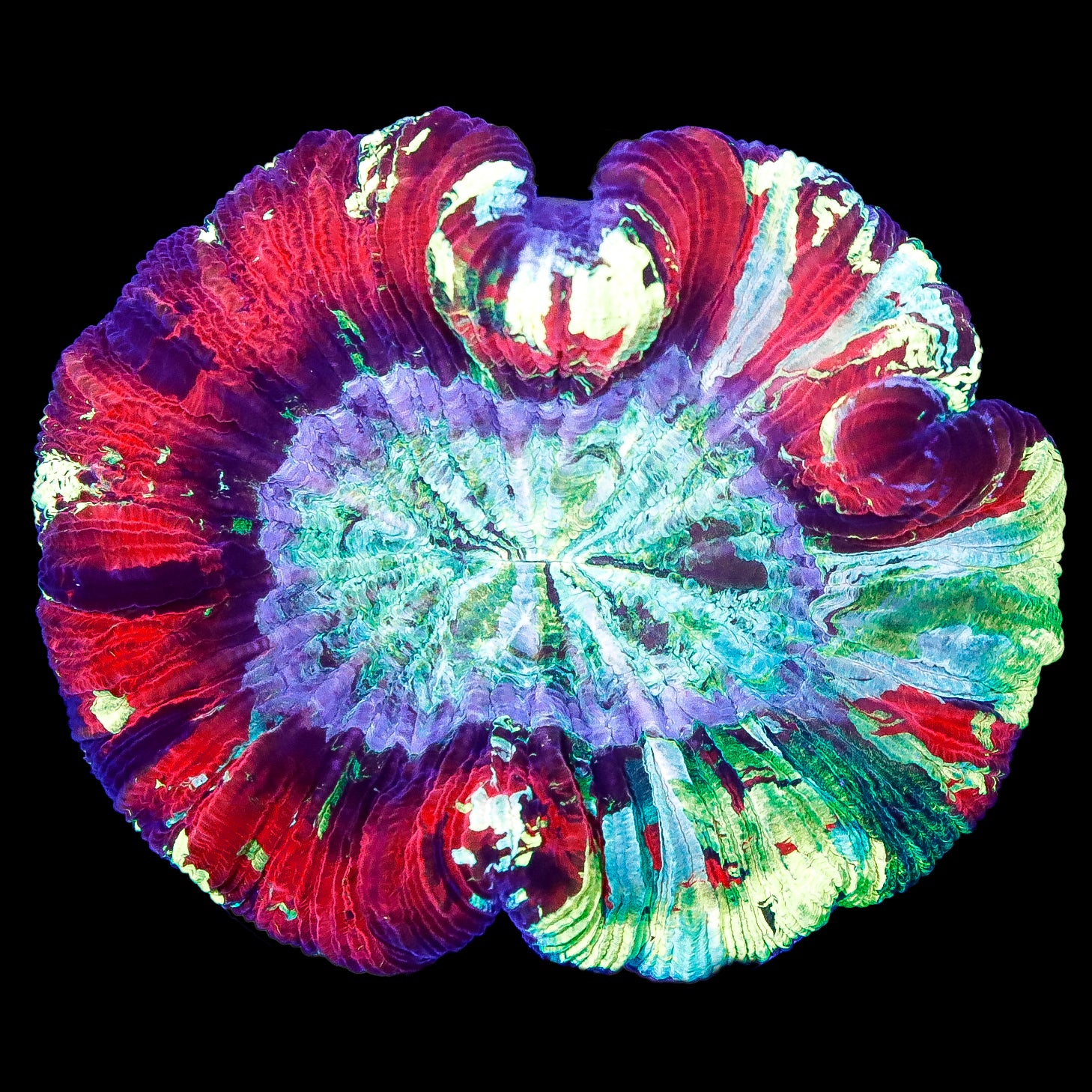 Trachyphyllia geoffroyi