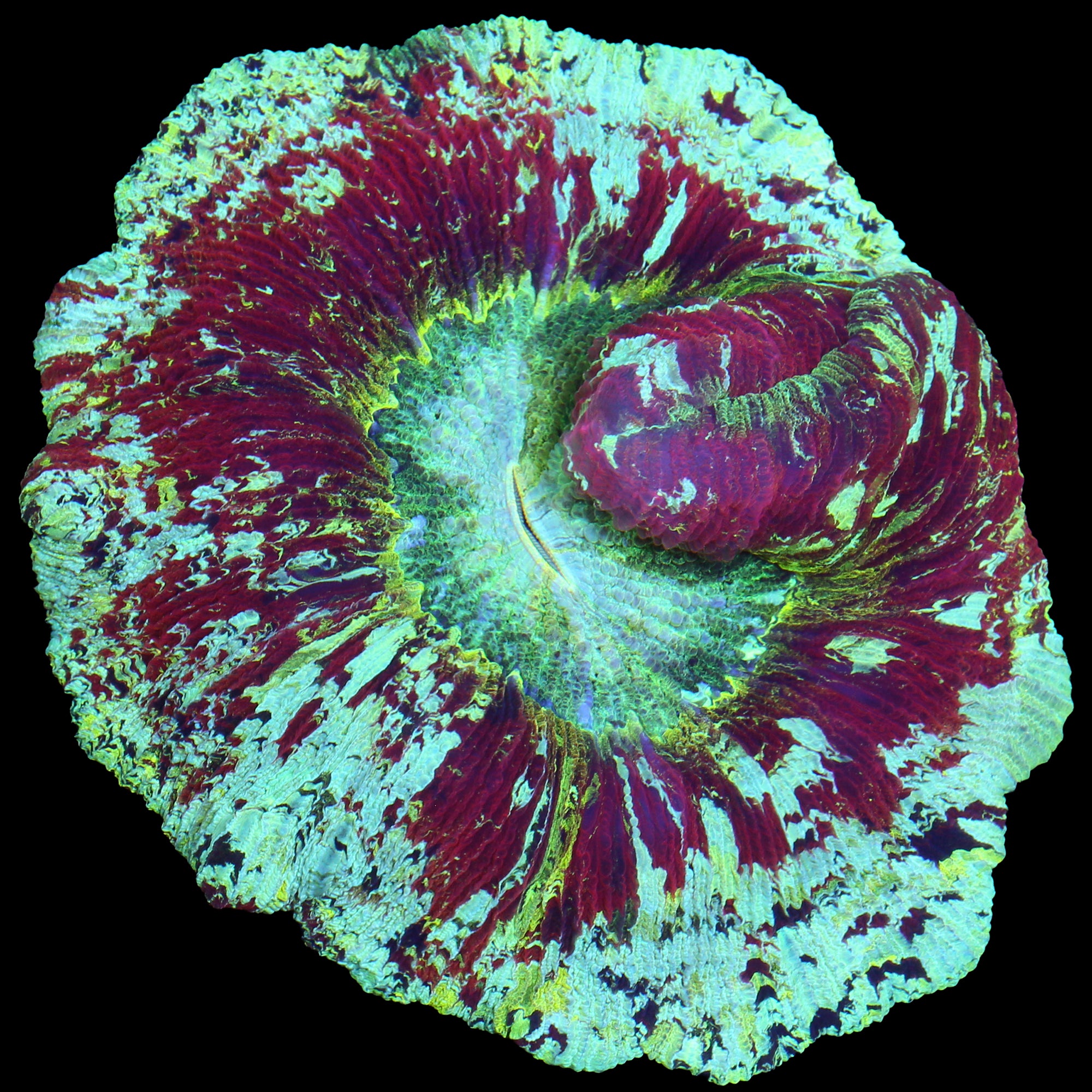 Trachyphyllia geoffroyi
