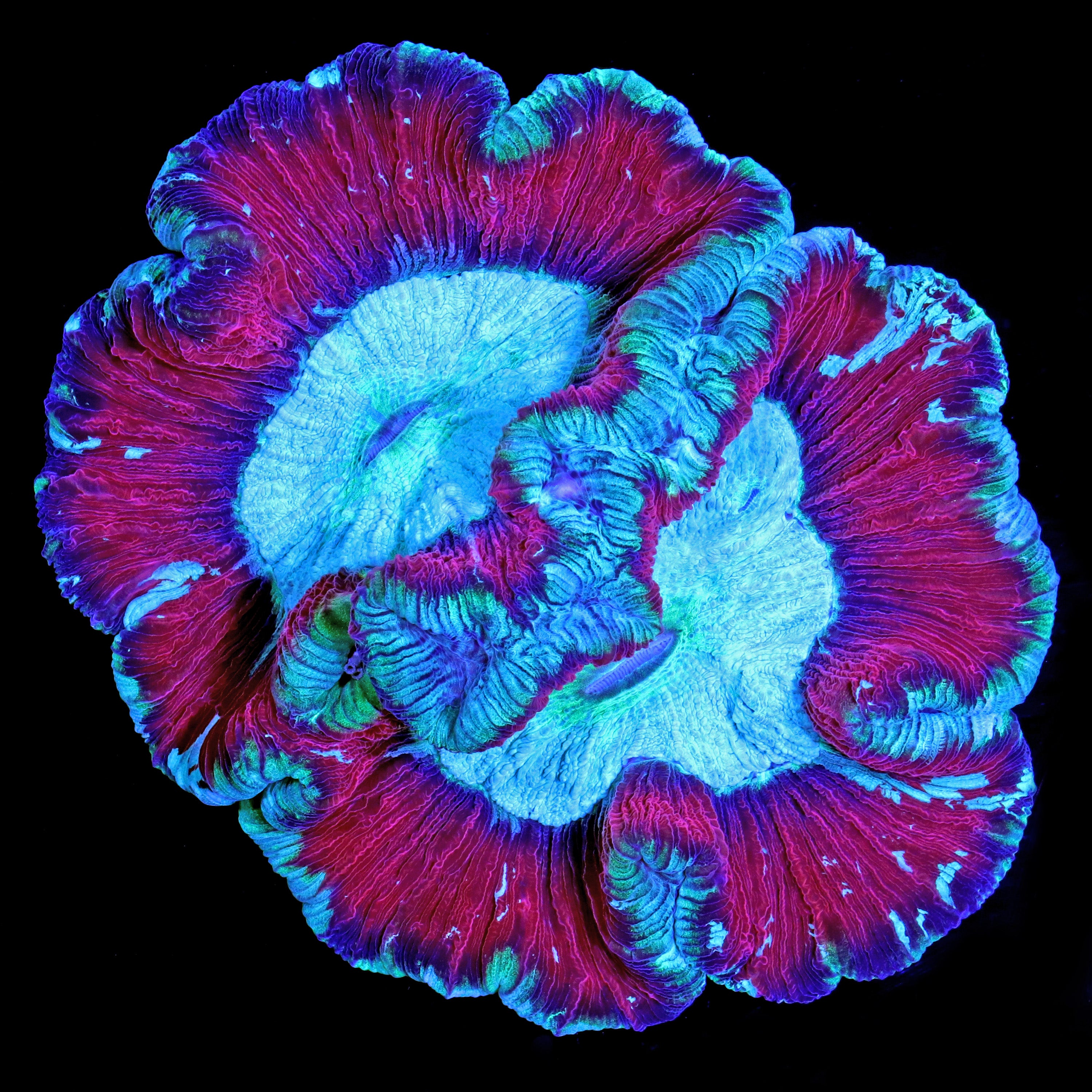 Trachyphyllia geoffroyi