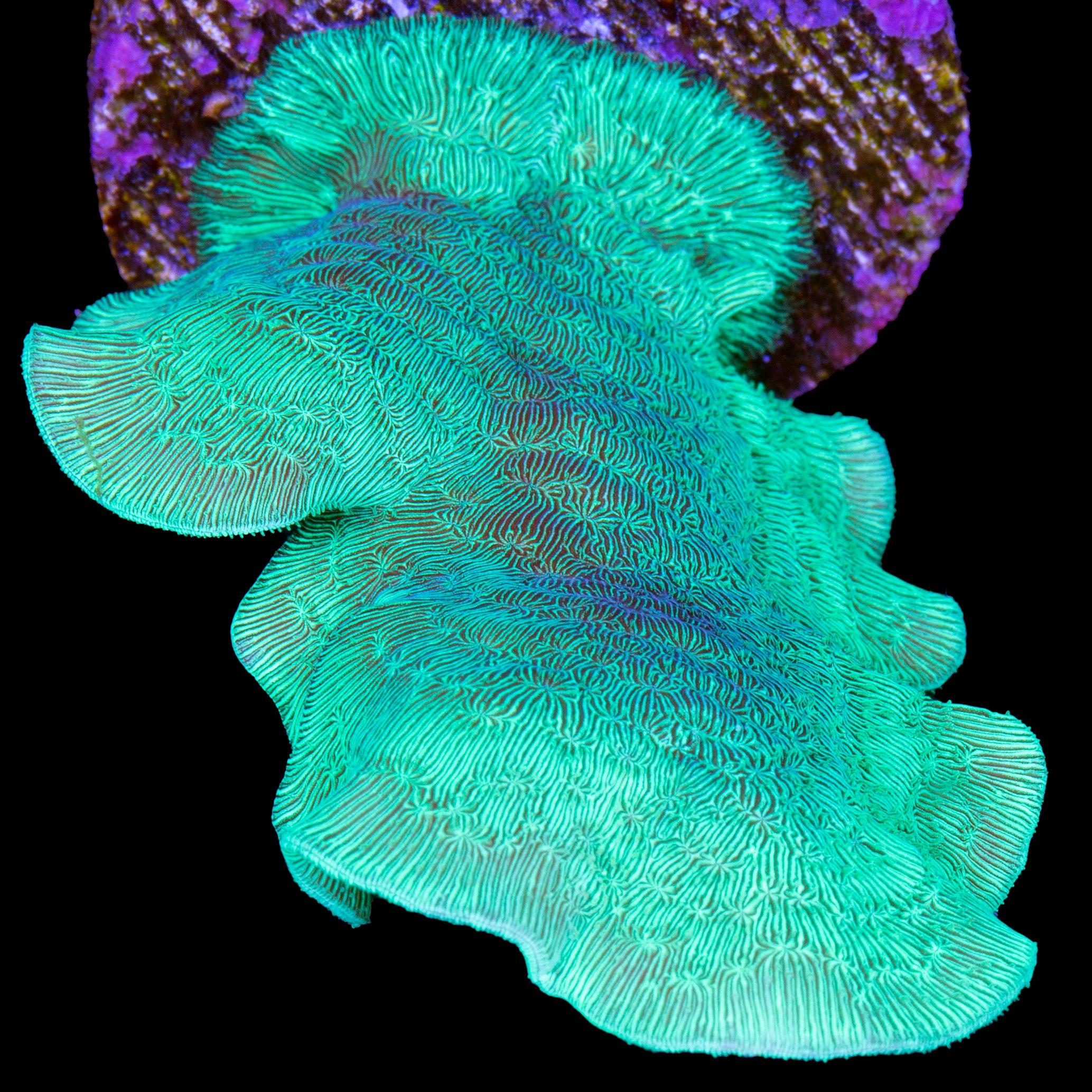 Pavona cactus