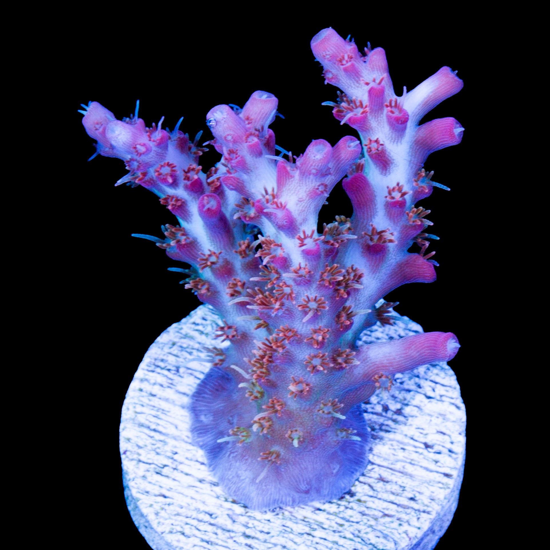 Vivid's Confetti Acropora Coral