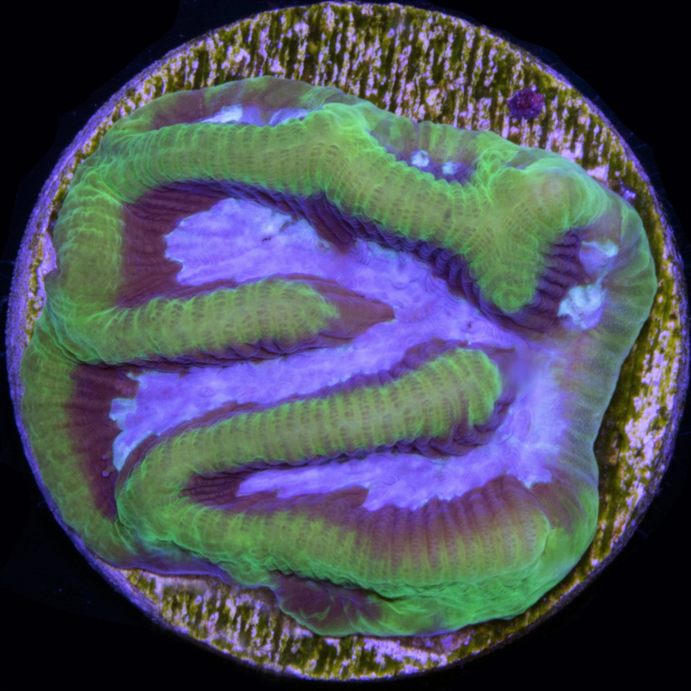 Platygyra daedalea