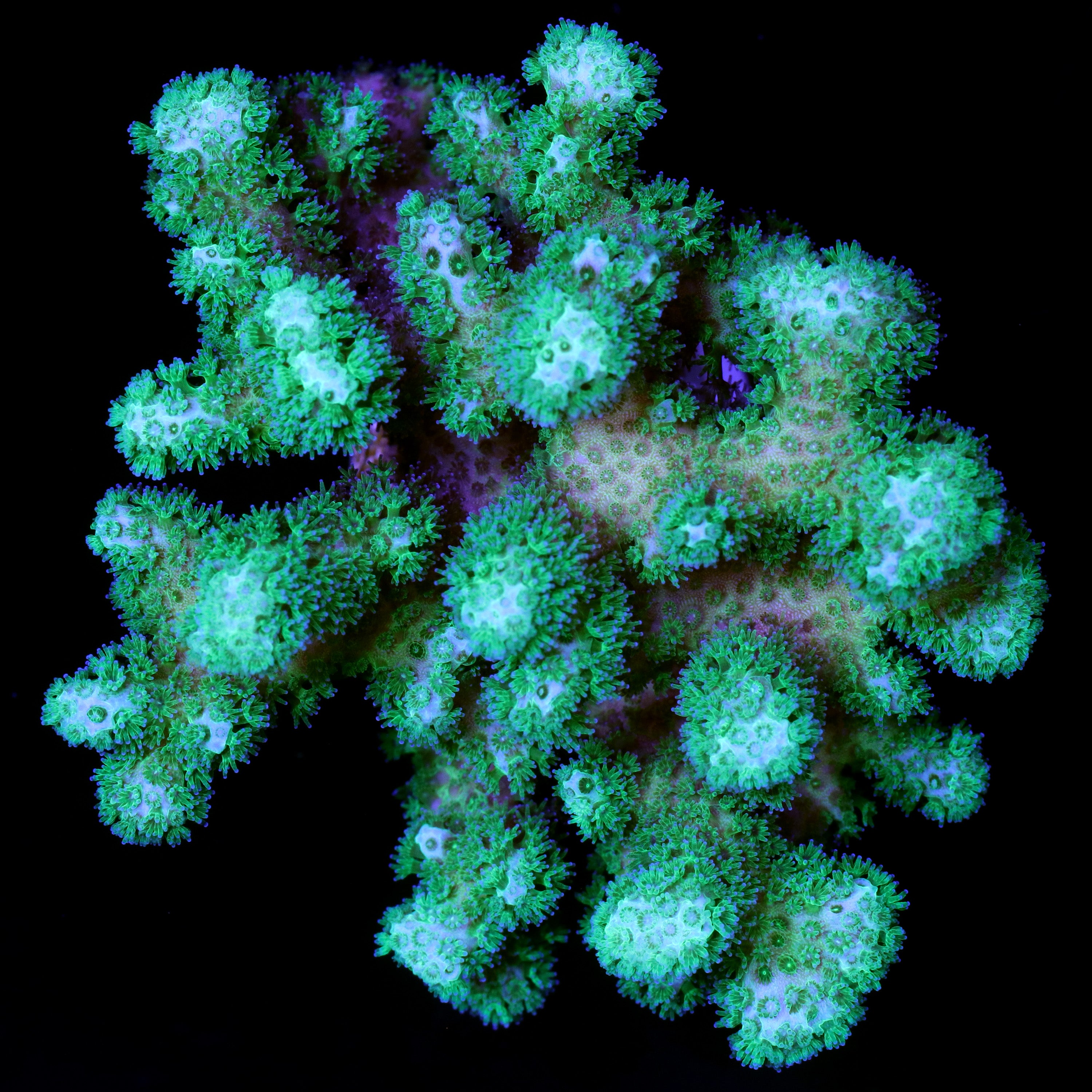 Pocillopora