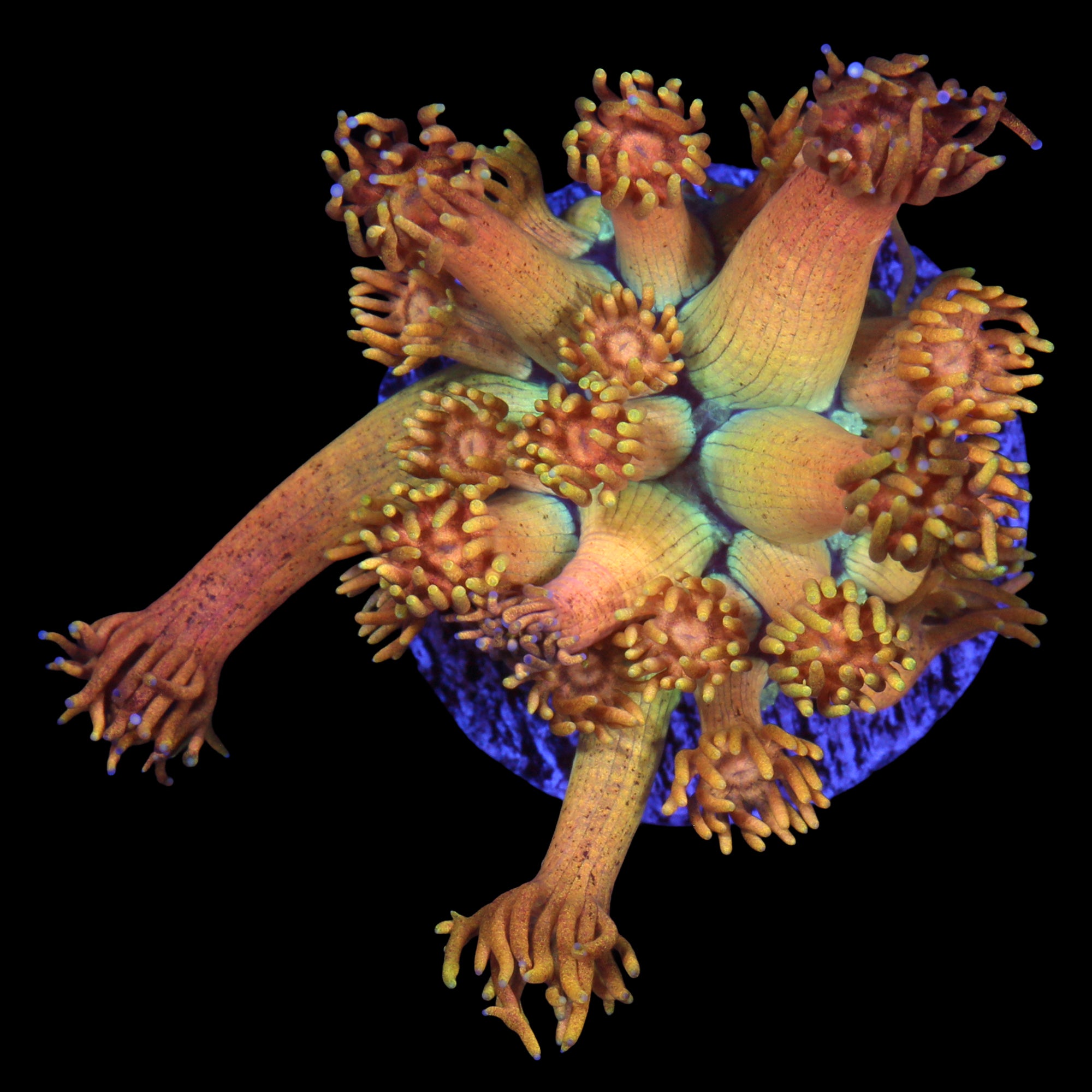 Vivid's Orange Dream Goniopora Coral - 800 Grown