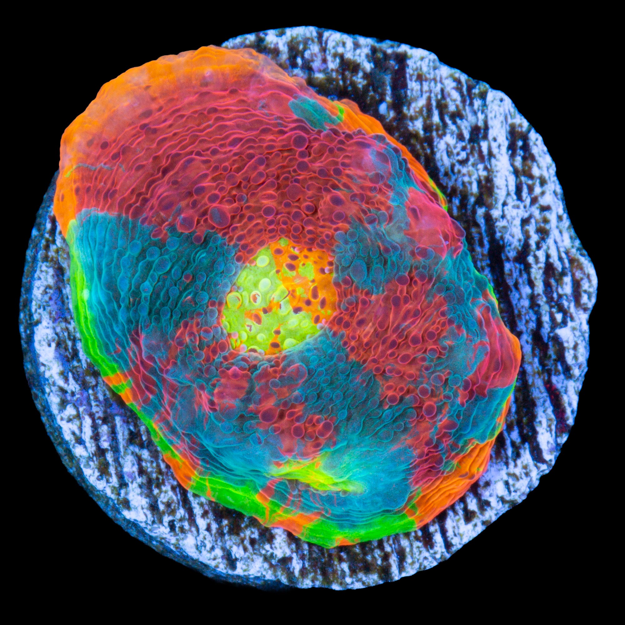 Vivid's Rainbow Unicorn Echinophyllia Coral - 800 Grown