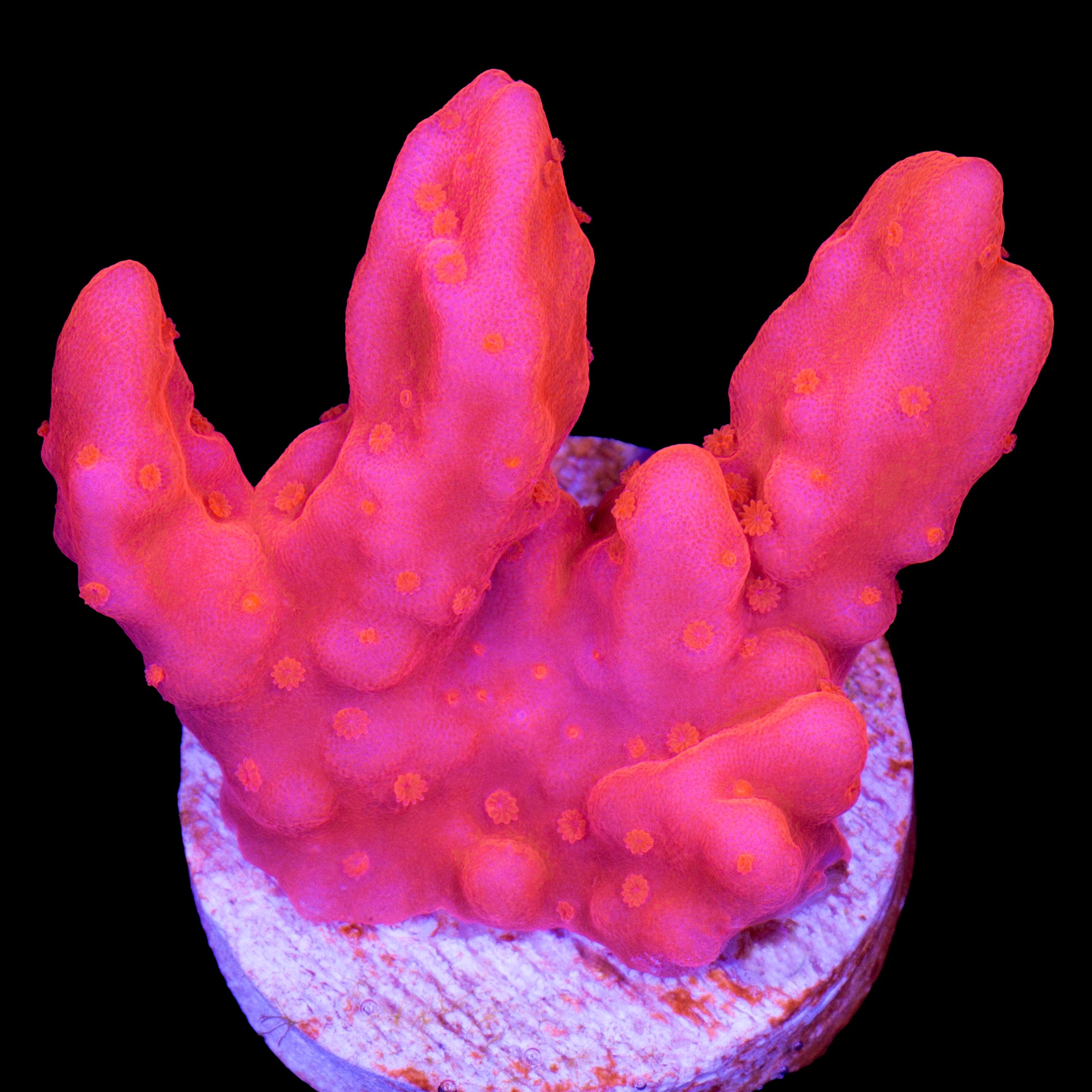 Vivid's Red Montipora Setosa Coral - 800 Grown
