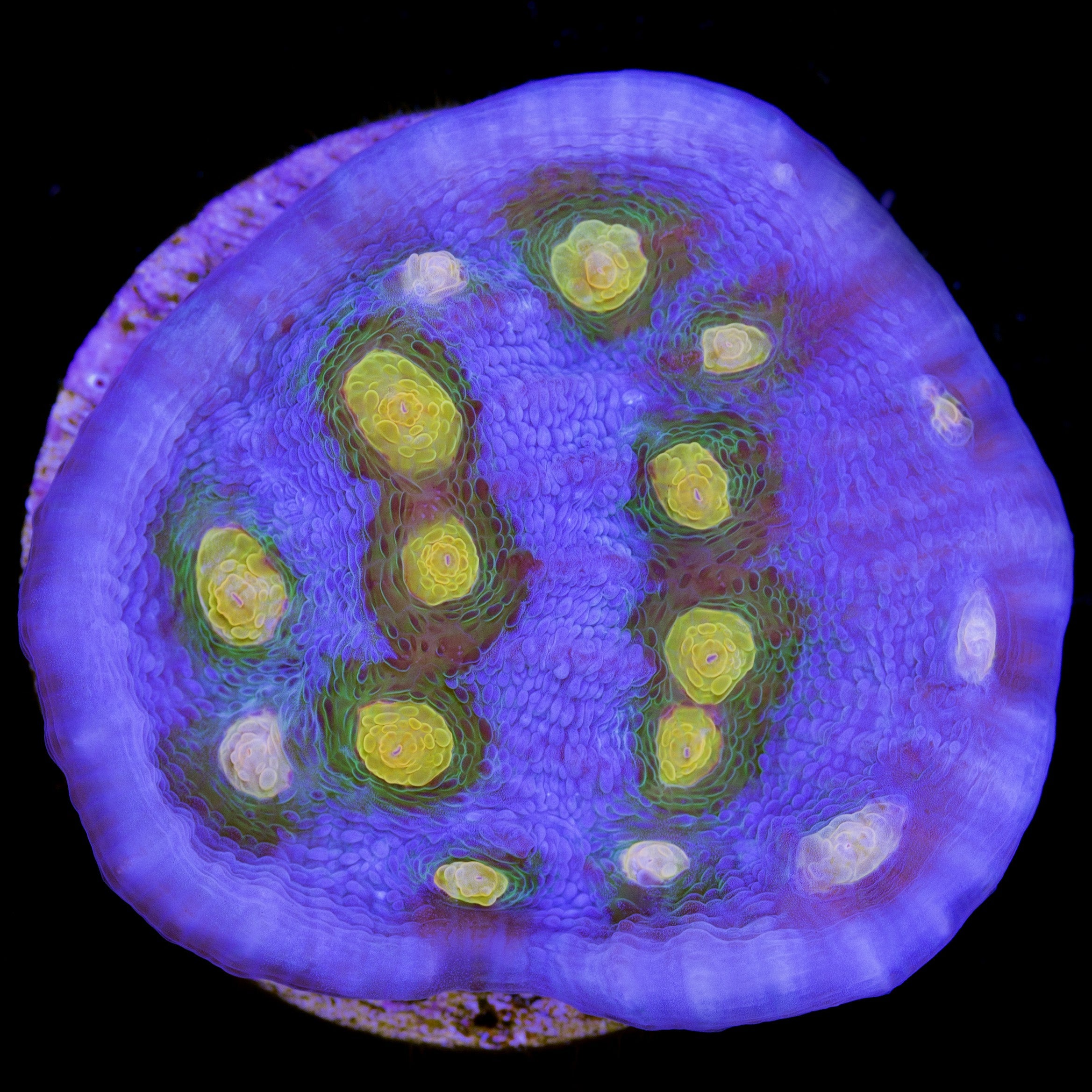 Mycedium elephantotus