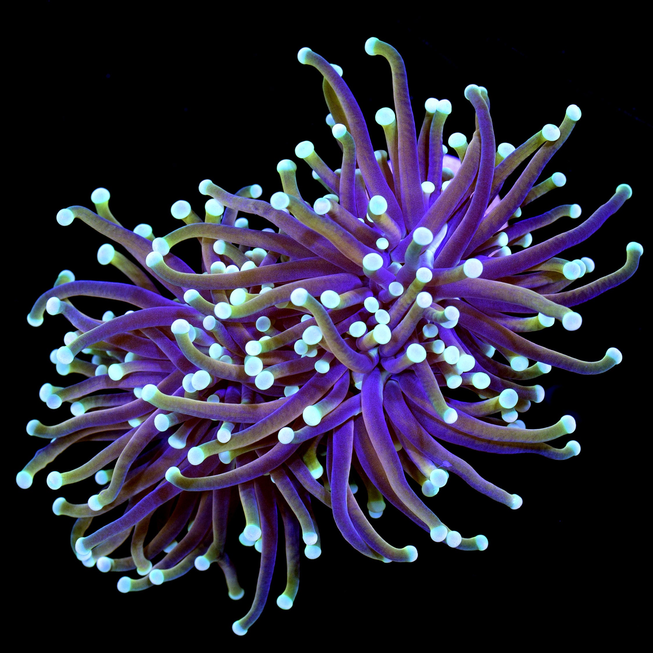Euphyllia glabrescens