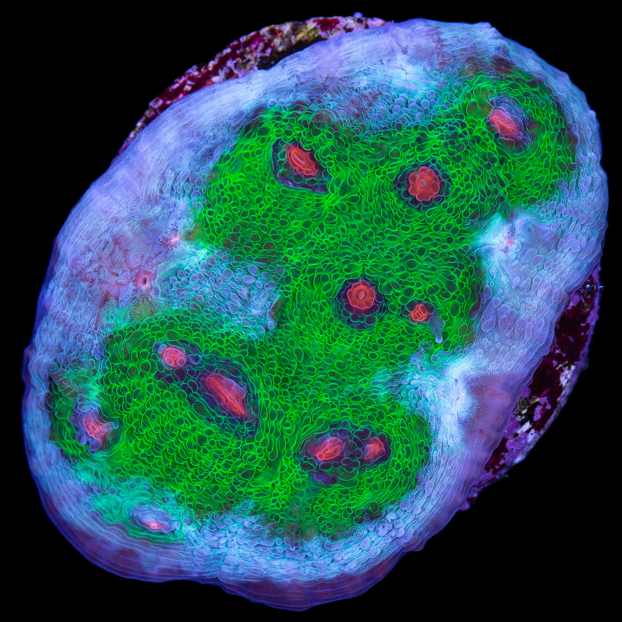 Mycedium elephantotus