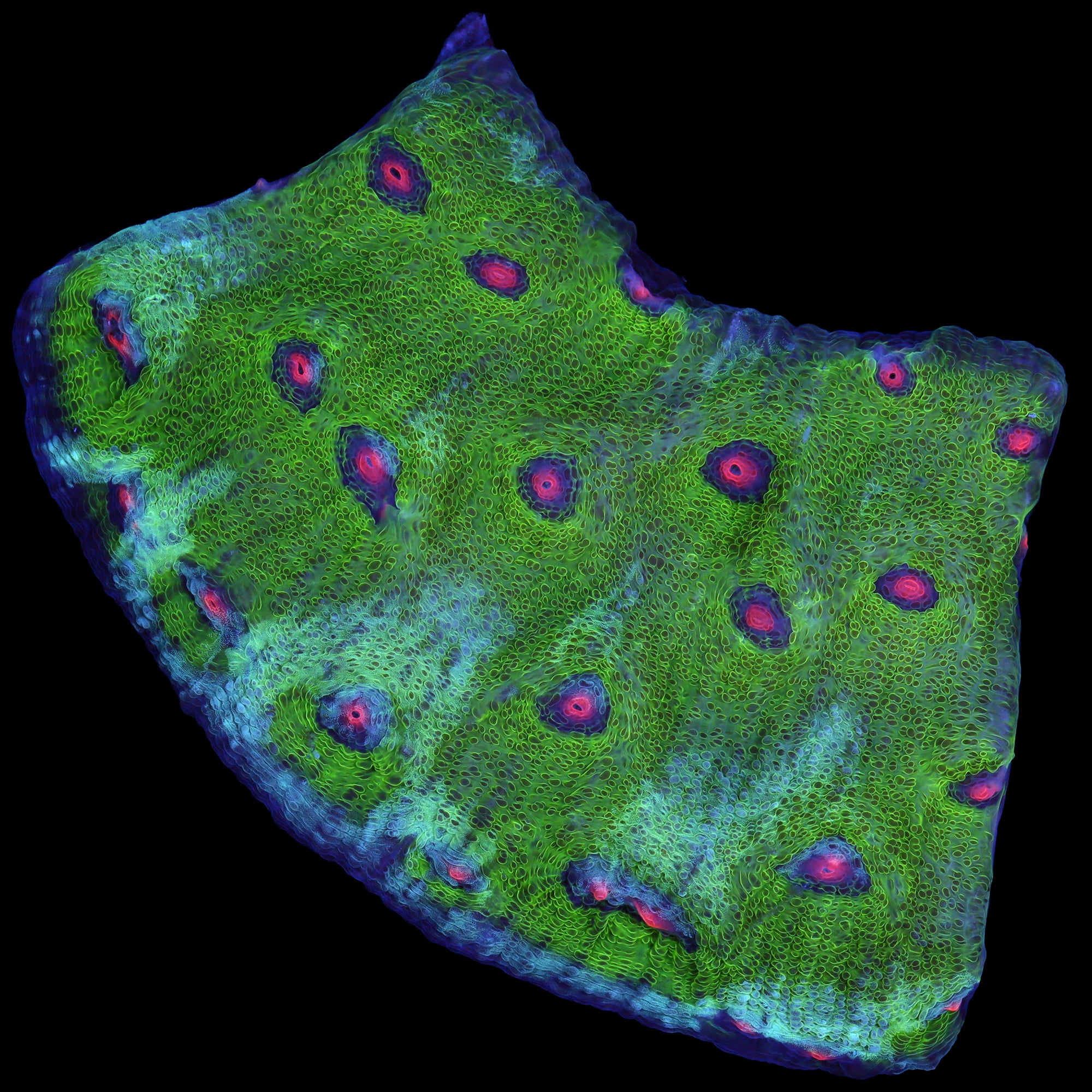 Mycedium elephantotus