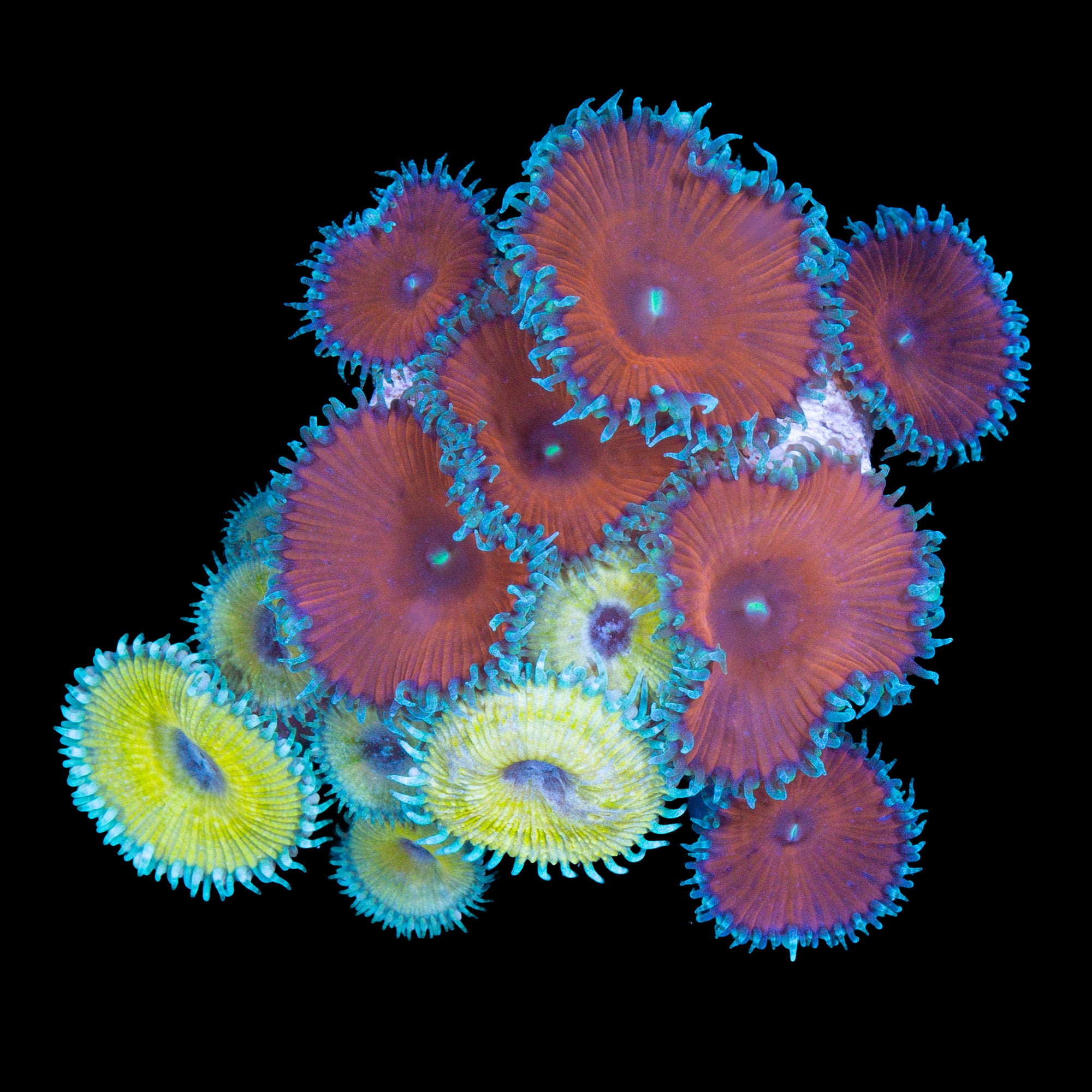 Vivid's Red Death & Nuclear Green Palythoa Coral Combo