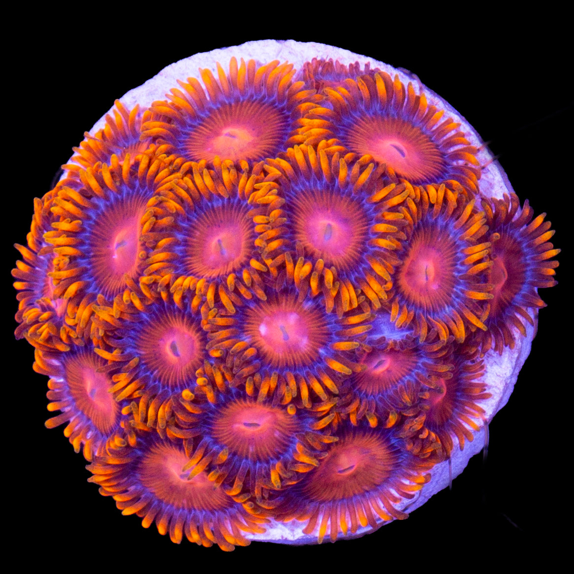 Vivid's Red Death & Super Green Palythoa Coral Combo