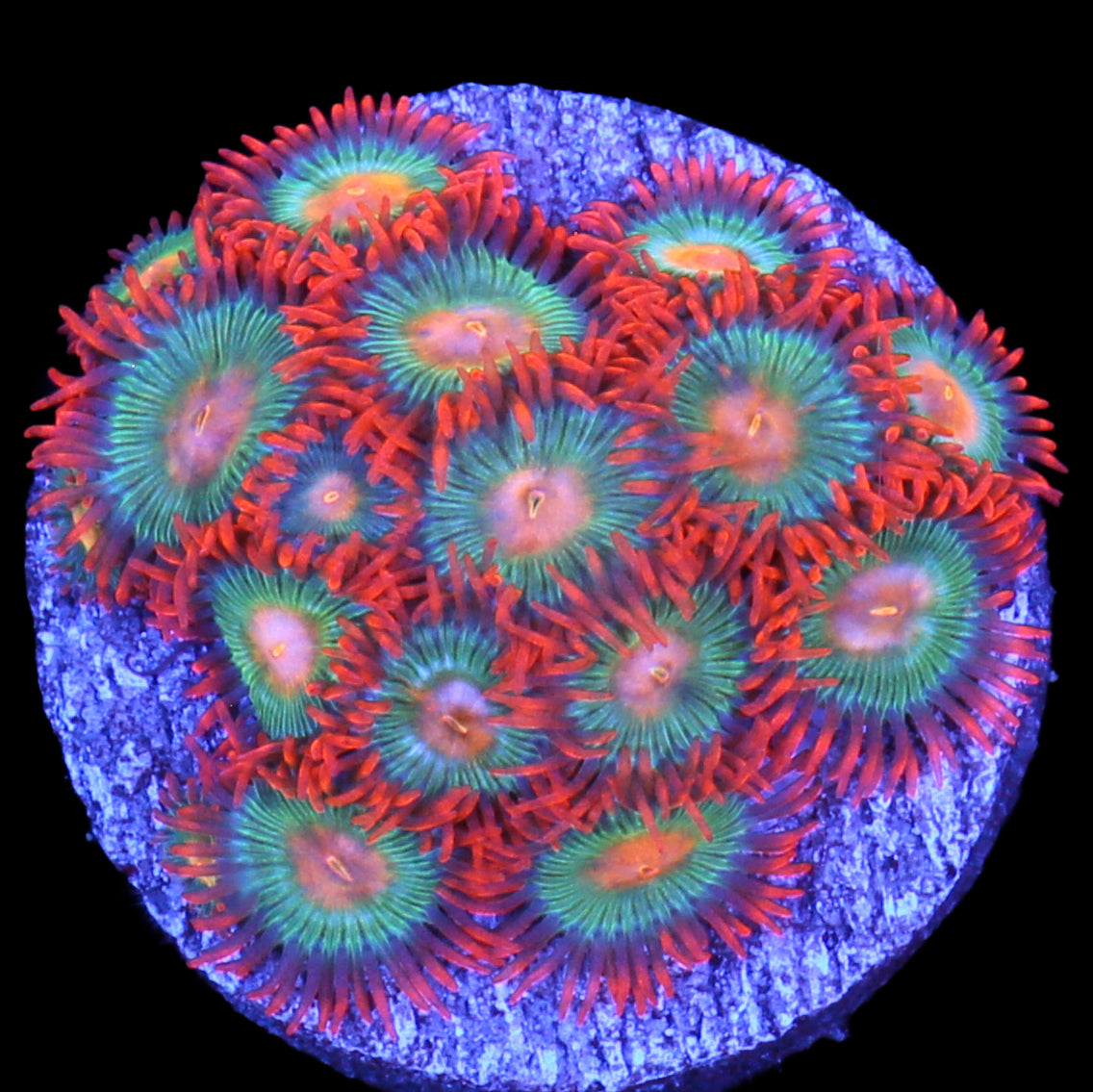 Vivid's Cinnamon Palythoa Coral