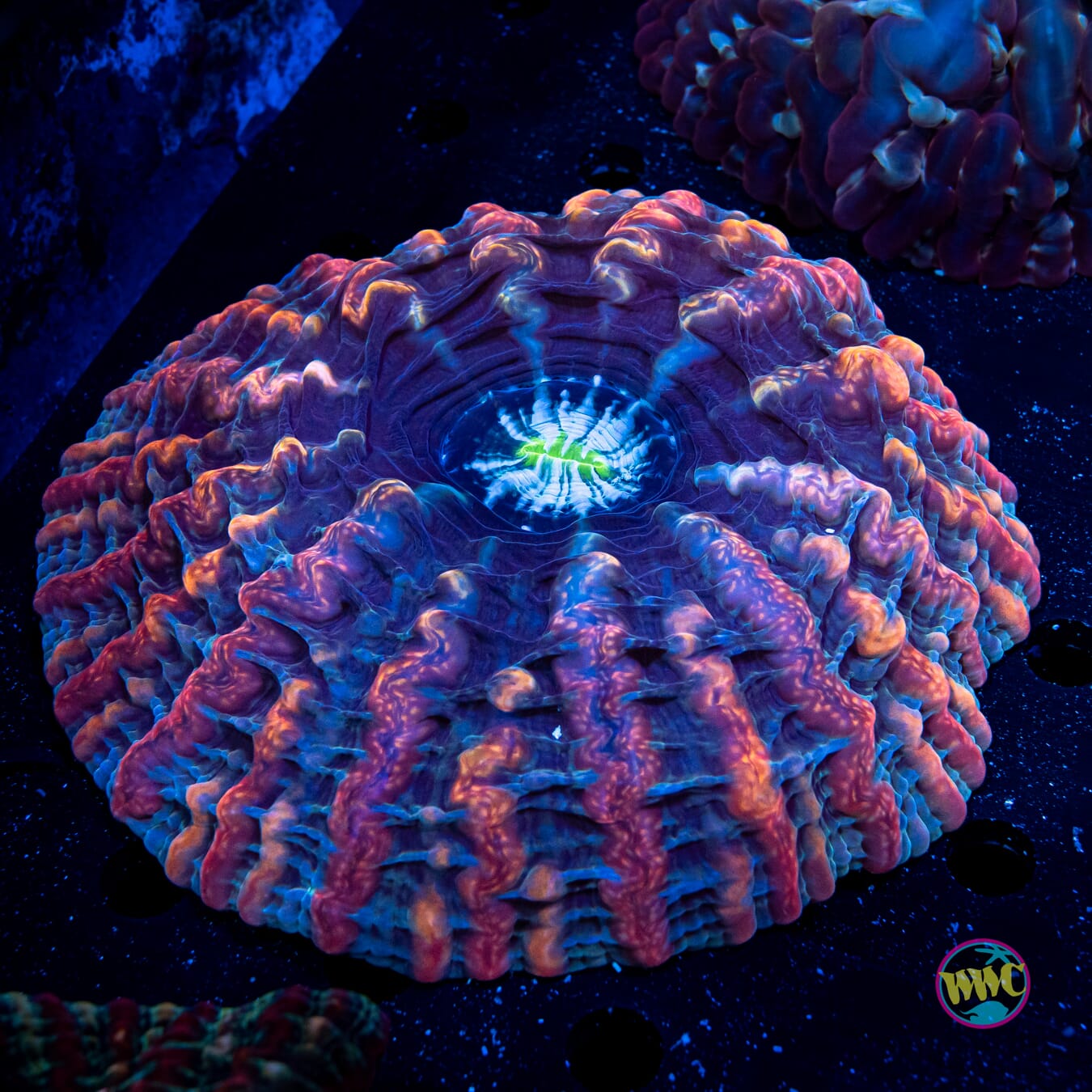 Alien Abduction Indophyllia