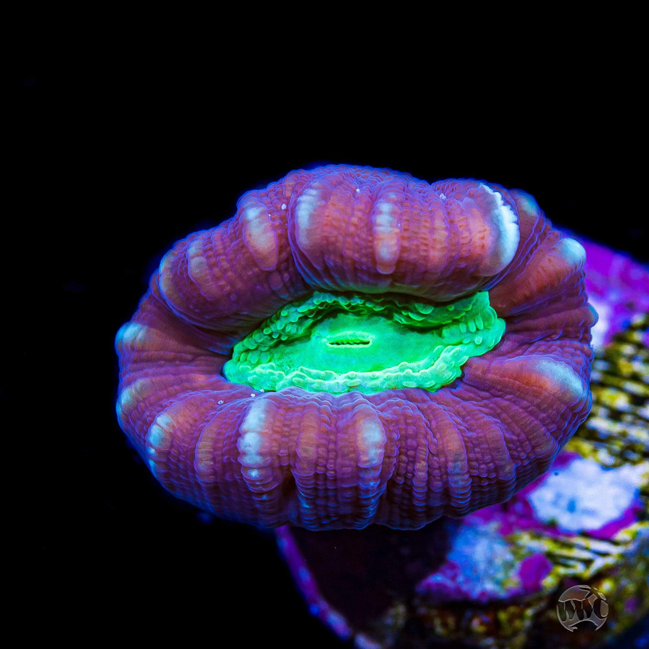 Alien Eye Candy Cane Coral