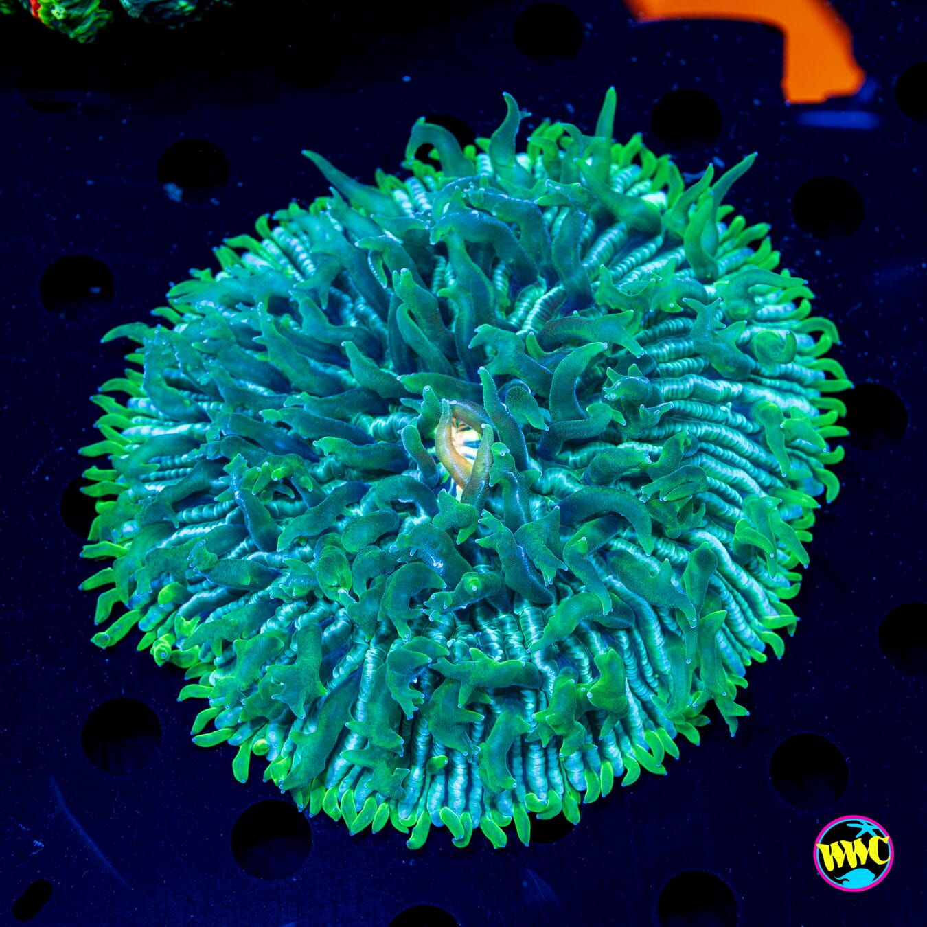 Fungia