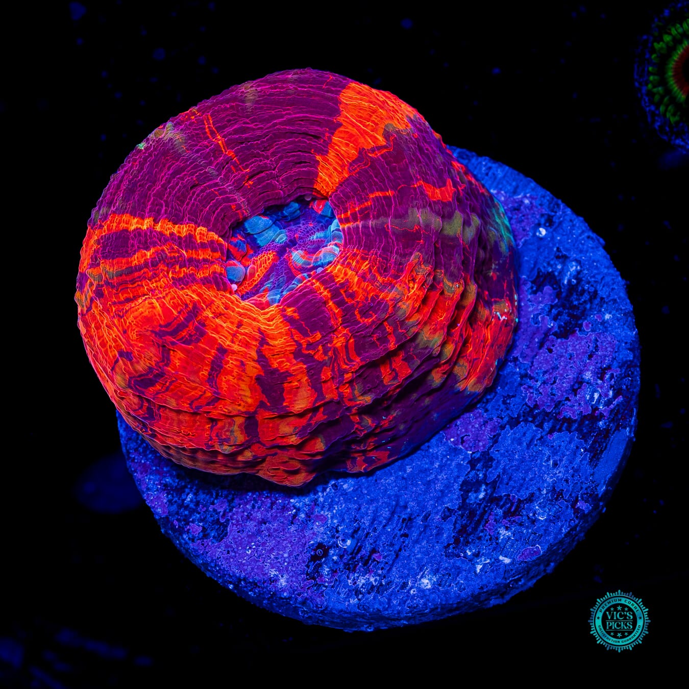 Berry Tart Scolymia