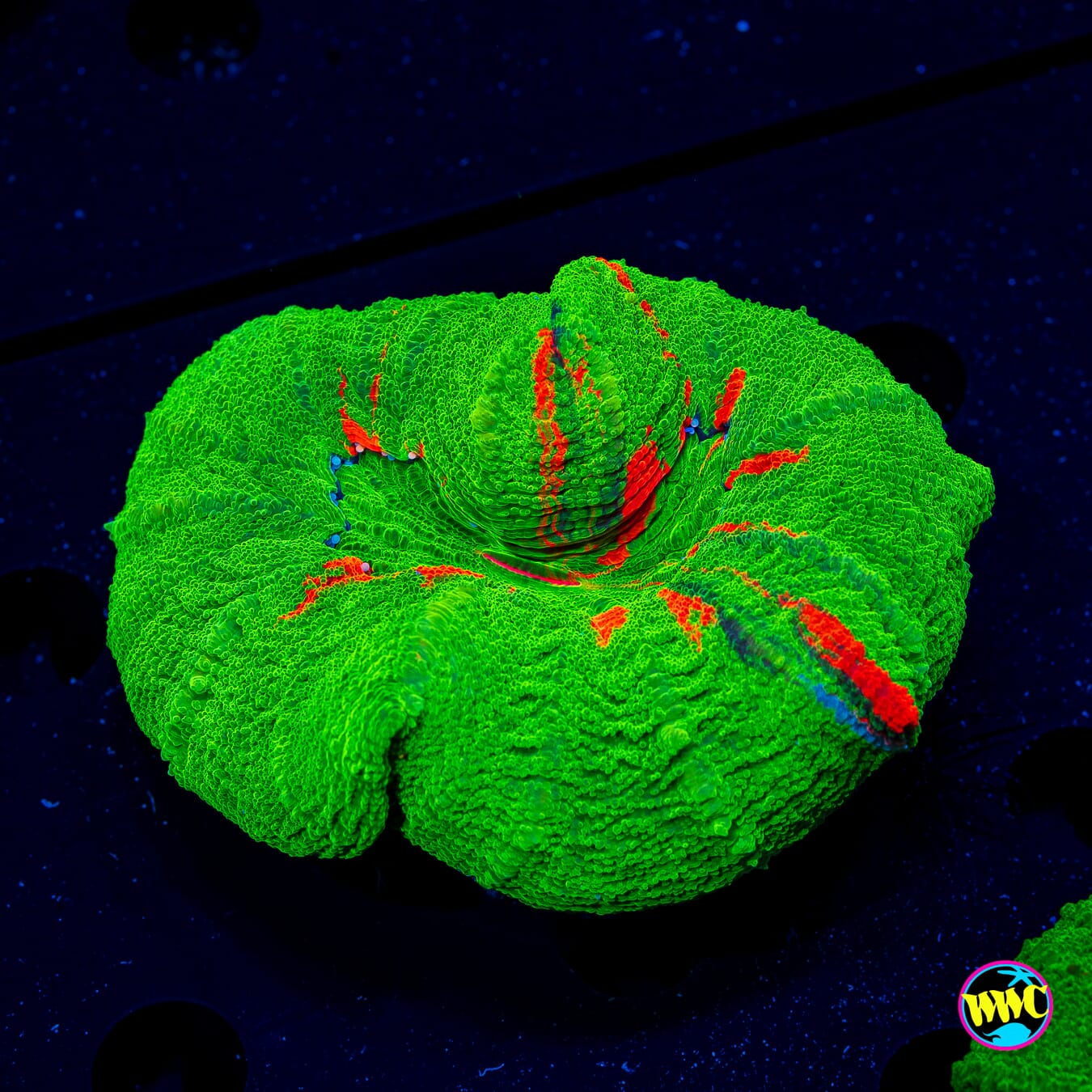 Bleeding Apple Scolymia
