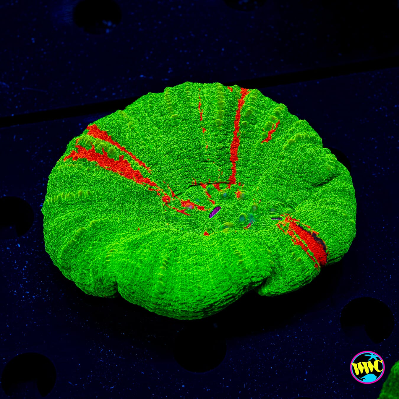 Bleeding Apple Scolymia