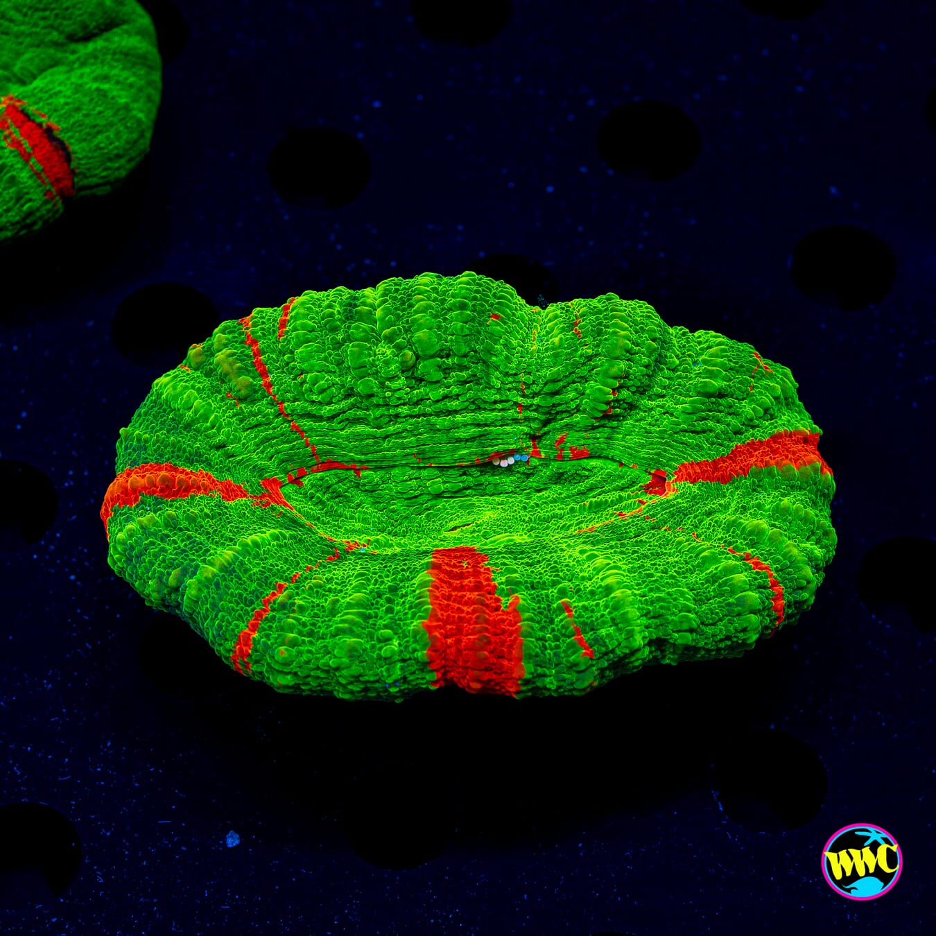 Bleeding Apple Scolymia