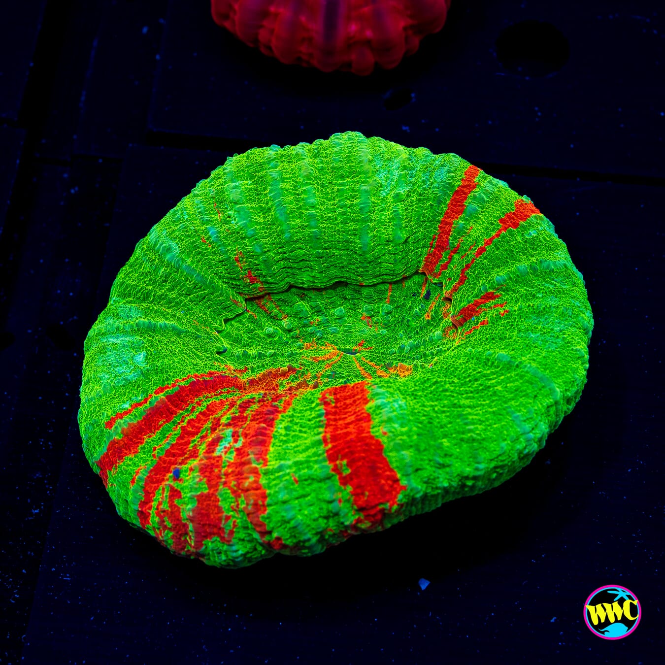 Bleeding Apple Scolymia