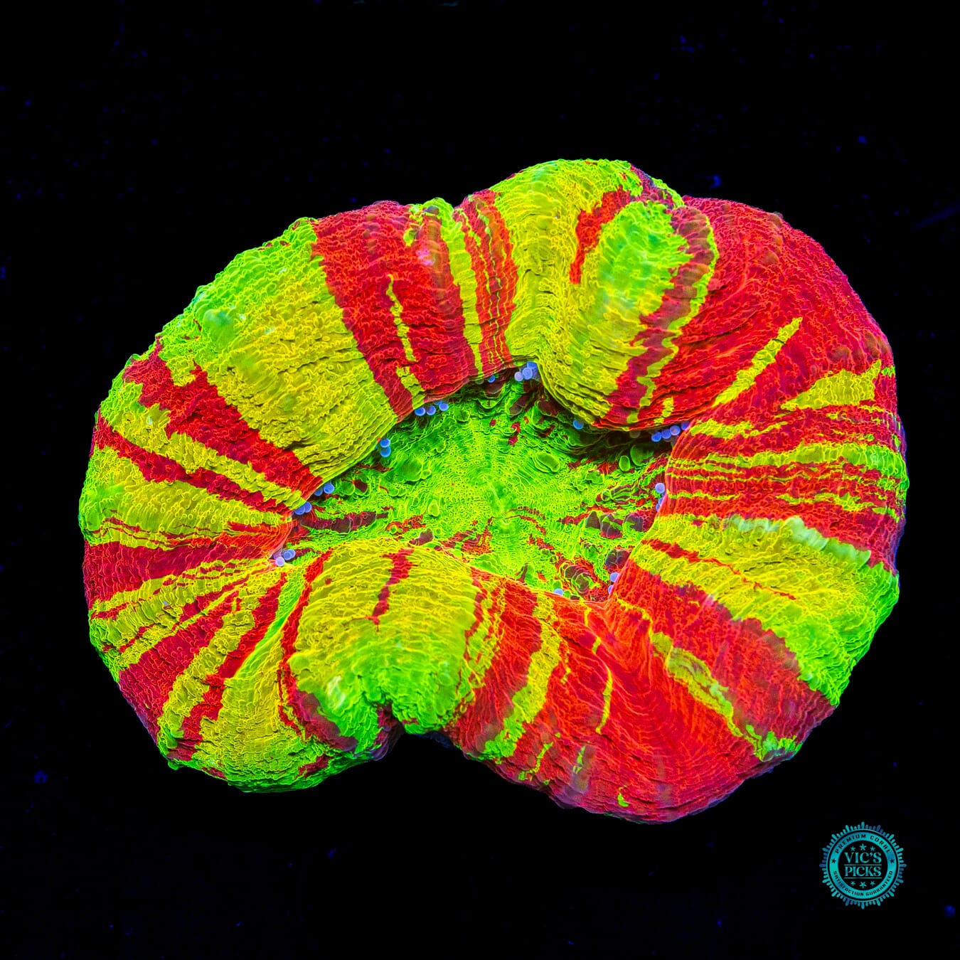 Bleeding Lemon Scolymia