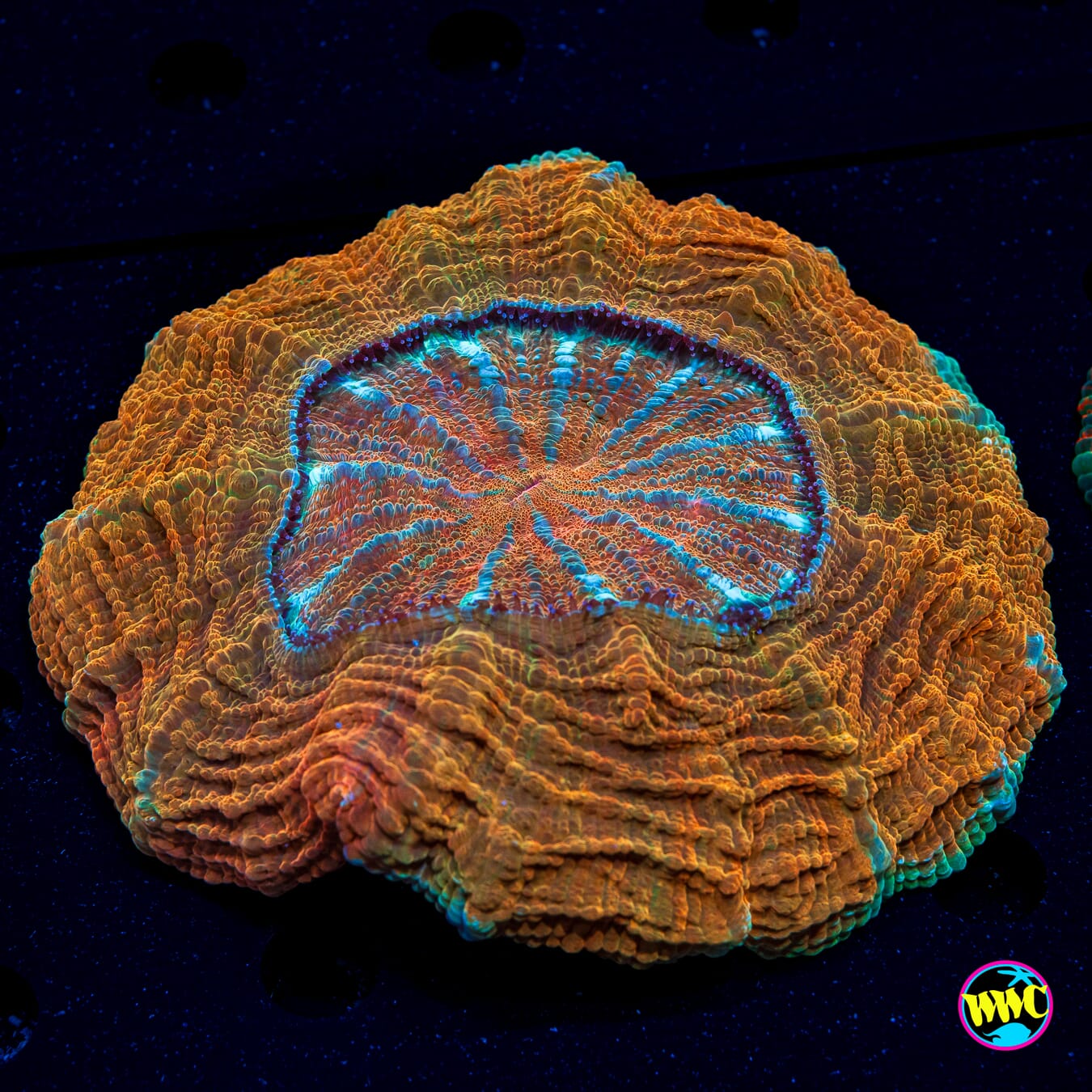 Blood Orange Acanthophyllia